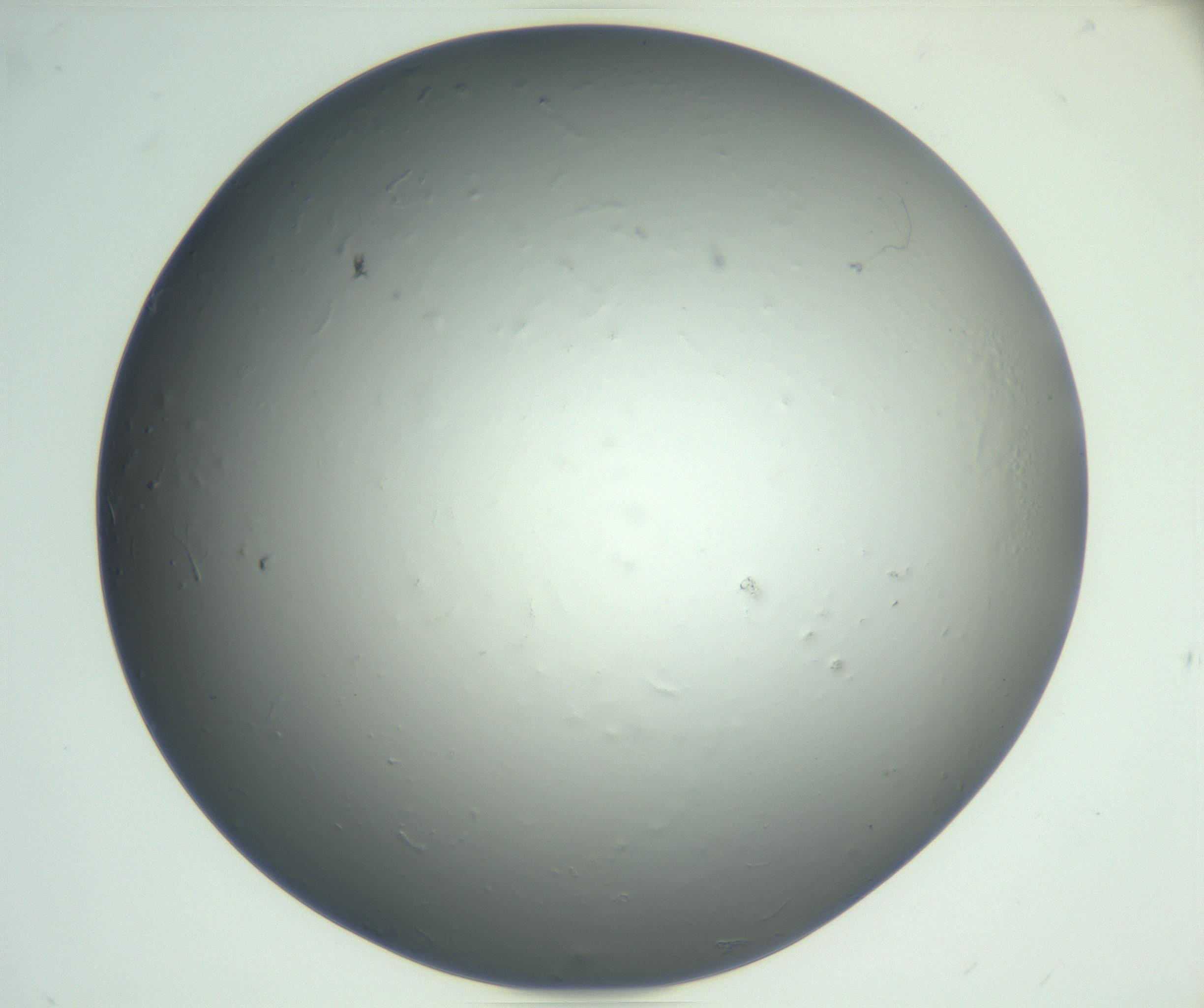RI01_03_000_0212_Proj1_Clon1_MC_0000MC102864_003_161022_06_02_02_00_99_002_001_RAI.jpg