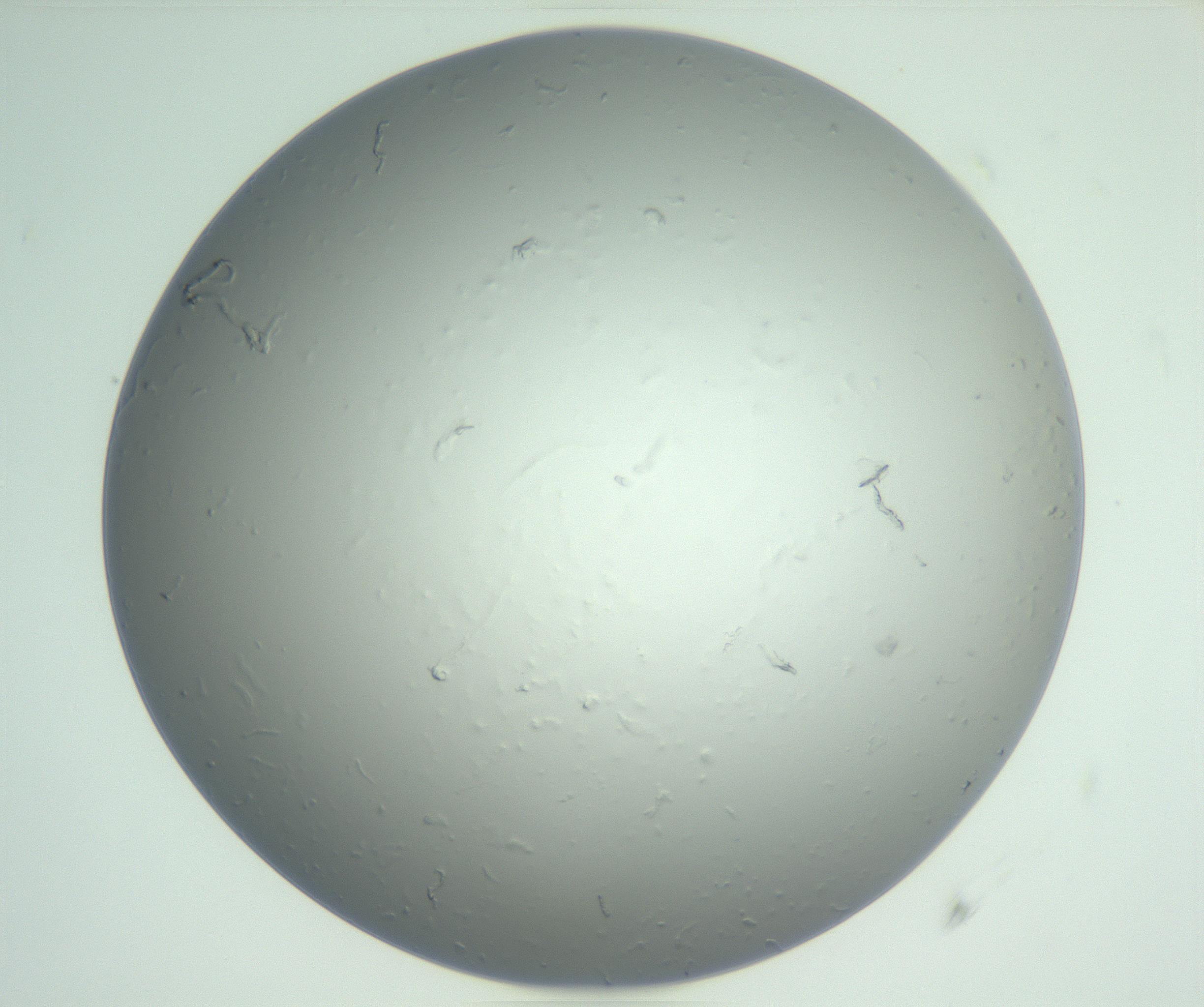 RI01_03_000_0212_Proj1_Clon1_MC_0000MC102864_003_161022_06_04_01_00_99_002_001_RAI.jpg