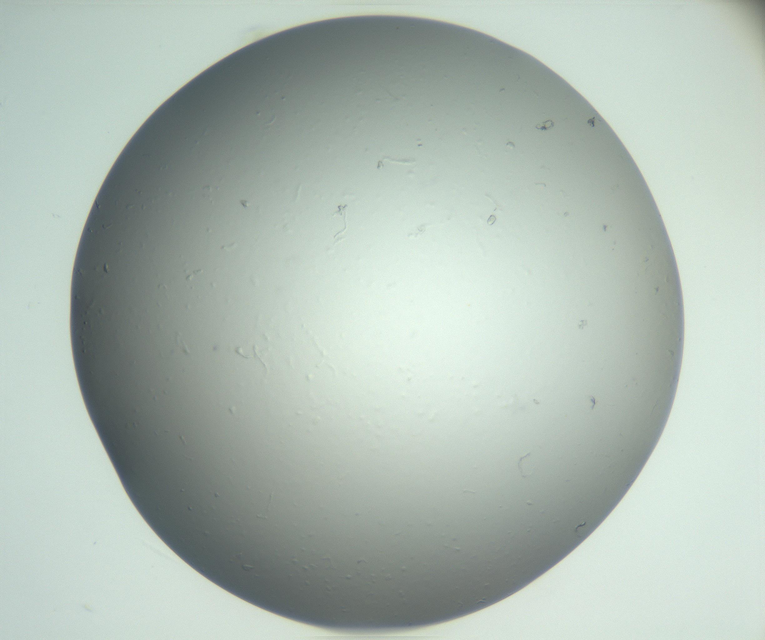 RI01_03_000_0212_Proj1_Clon1_MC_0000MC102864_003_161022_06_04_02_00_99_002_001_RAI.jpg