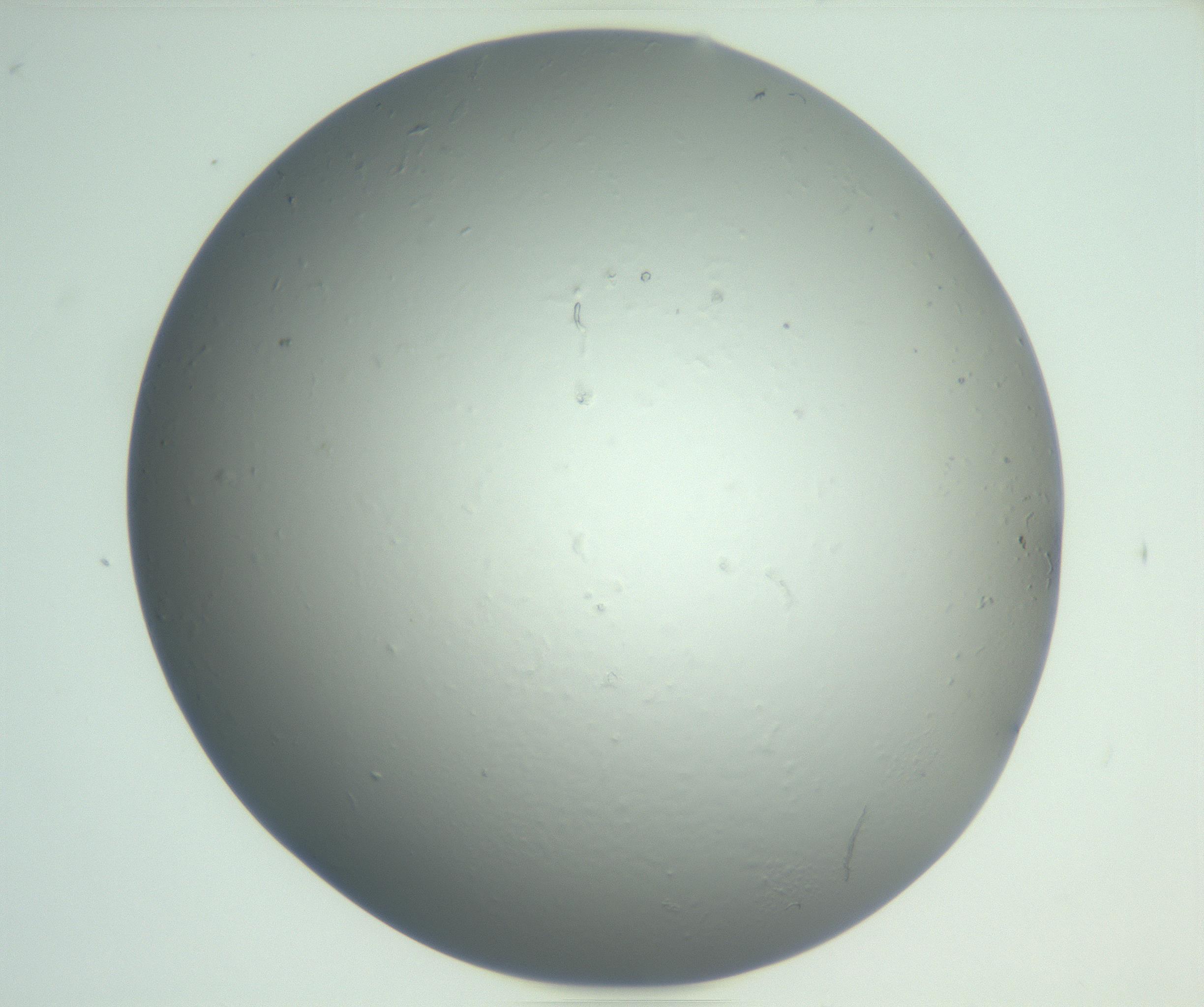 RI01_03_000_0212_Proj1_Clon1_MC_0000MC102864_003_161022_06_06_01_00_99_002_001_RAI.jpg