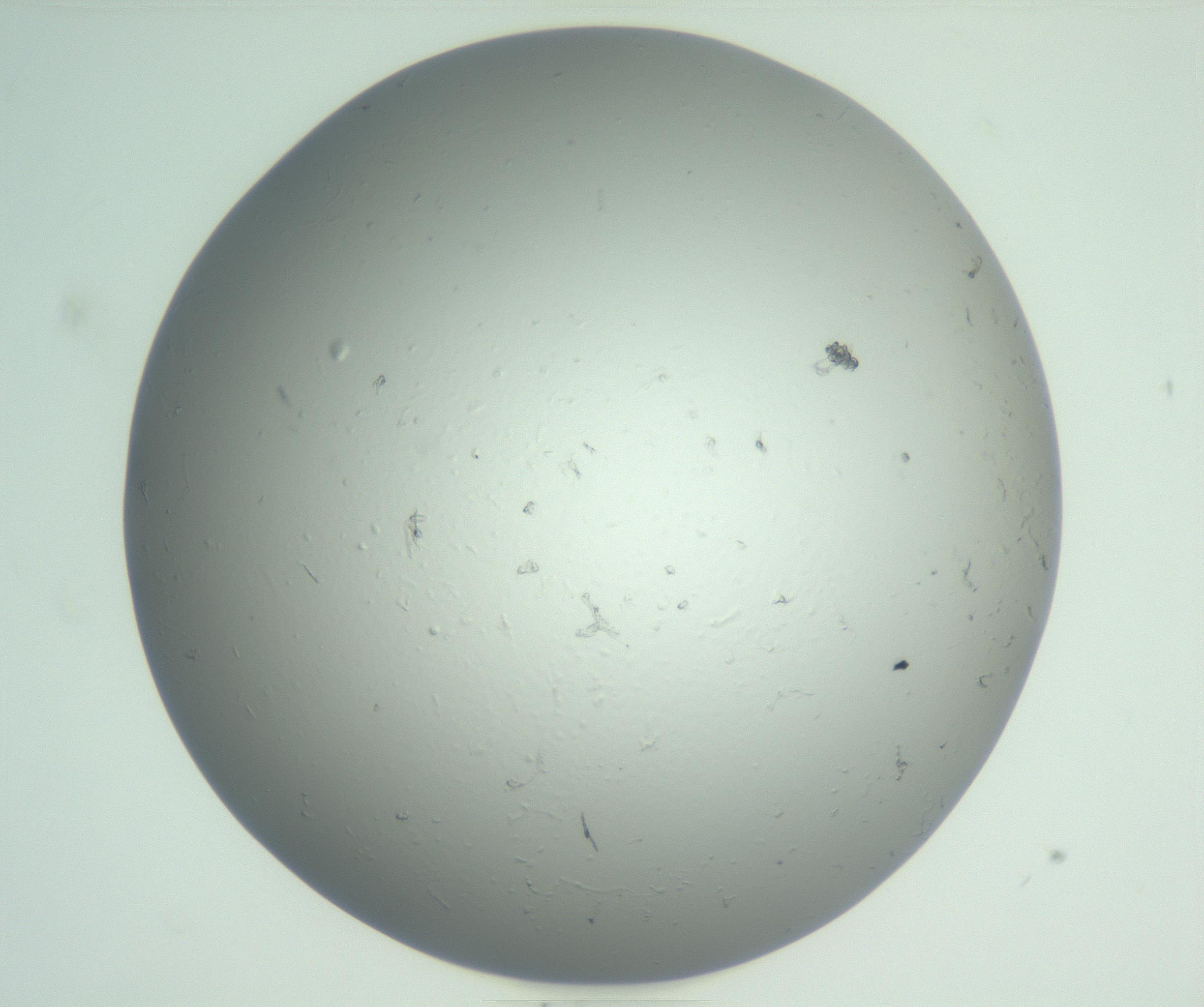 RI01_03_000_0212_Proj1_Clon1_MC_0000MC102864_003_161022_07_02_01_00_99_002_001_RAI.jpg