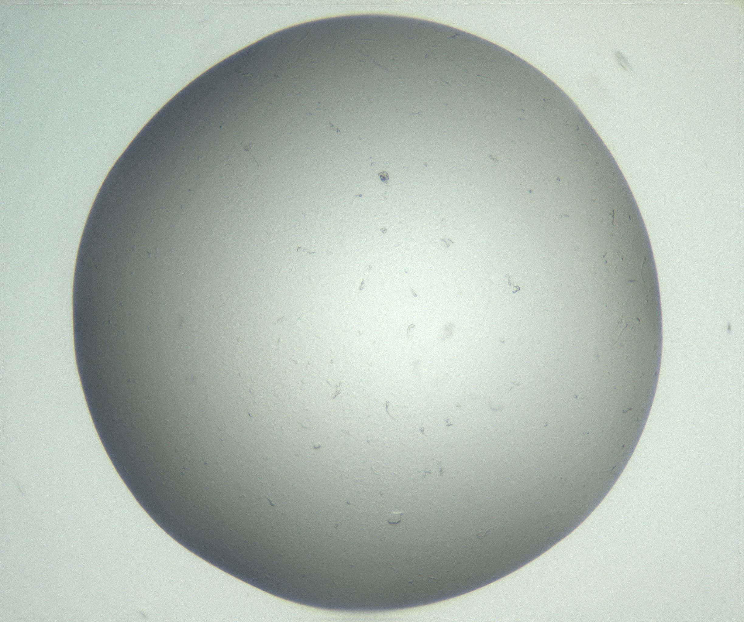RI01_03_000_0212_Proj1_Clon1_MC_0000MC102864_003_161022_07_02_02_00_99_002_001_RAI.jpg
