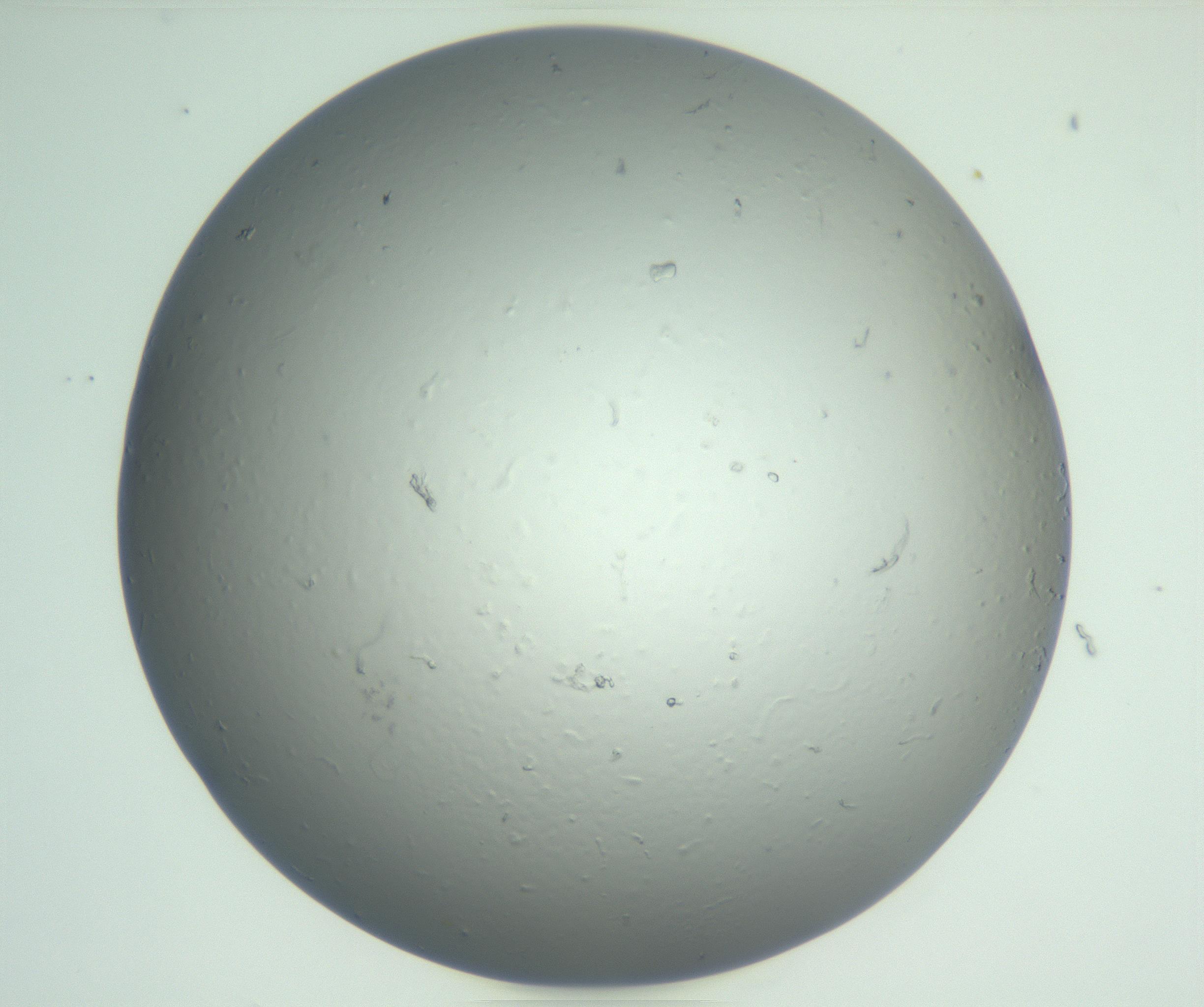 RI01_03_000_0212_Proj1_Clon1_MC_0000MC102864_003_161022_07_03_01_00_99_002_001_RAI.jpg