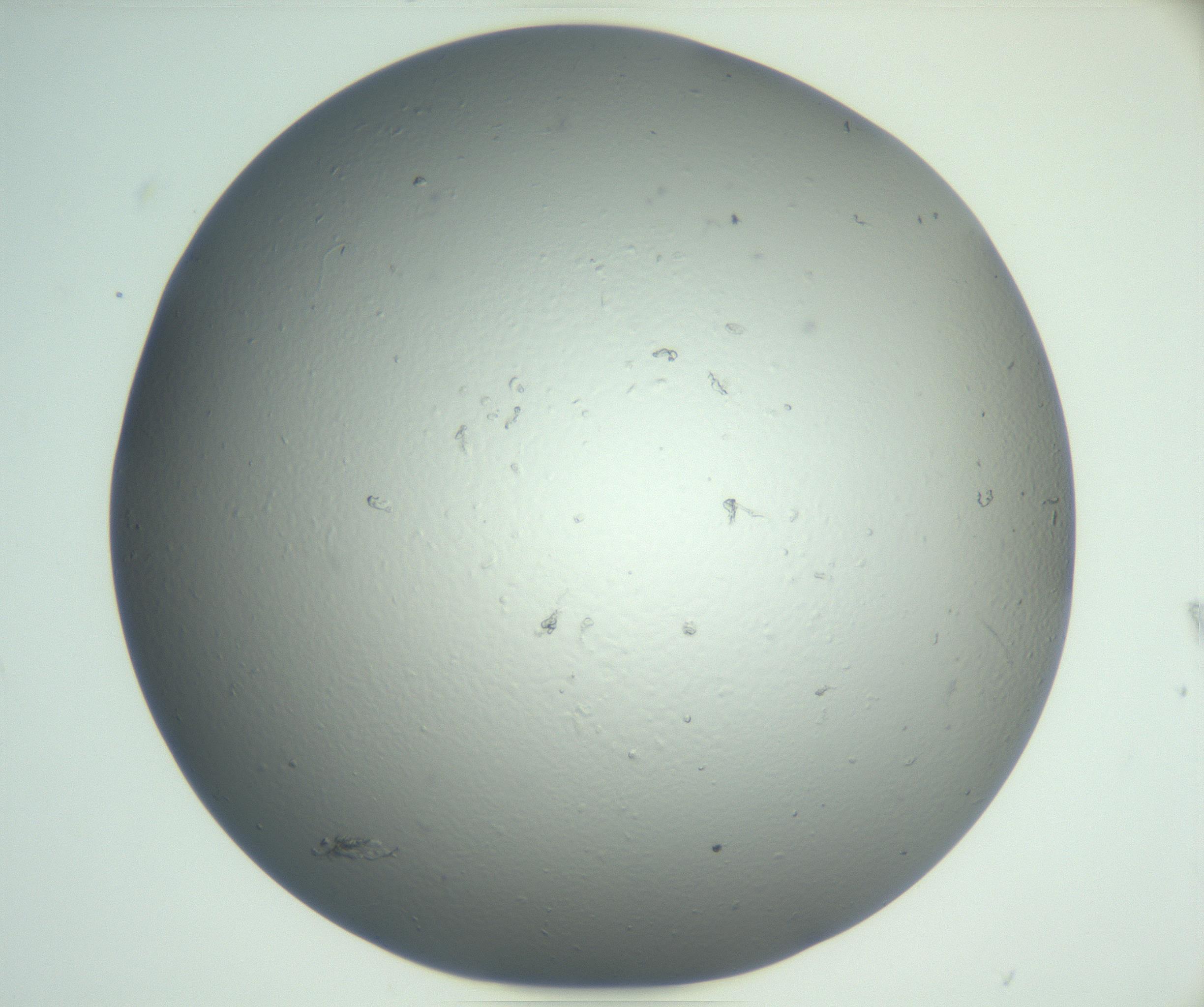 RI01_03_000_0212_Proj1_Clon1_MC_0000MC102864_003_161022_07_03_02_00_99_002_001_RAI.jpg