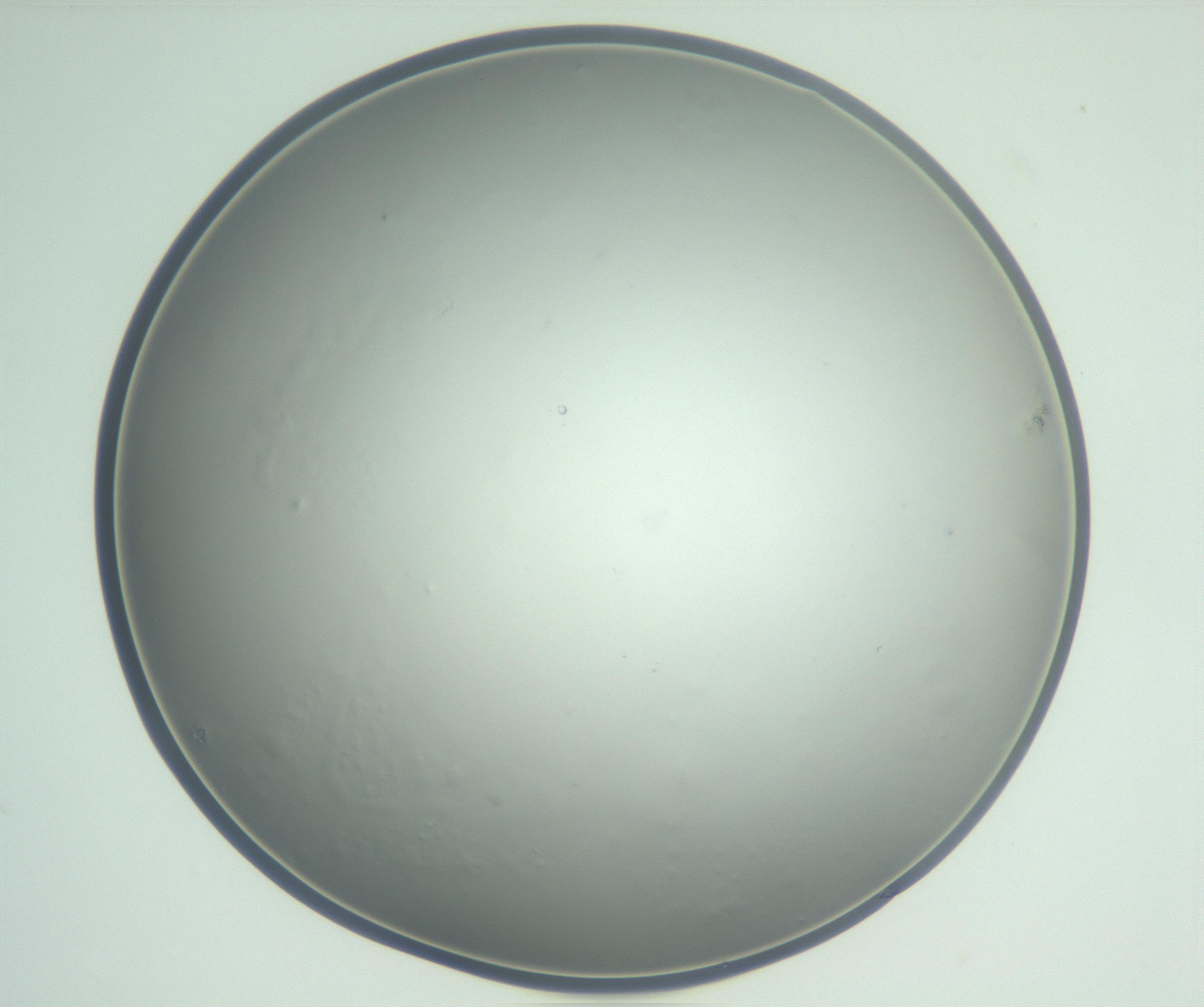 RI01_03_000_0212_Proj1_Clon1_MC_0000MC102864_003_161022_07_04_01_00_99_002_001_RAI.jpg