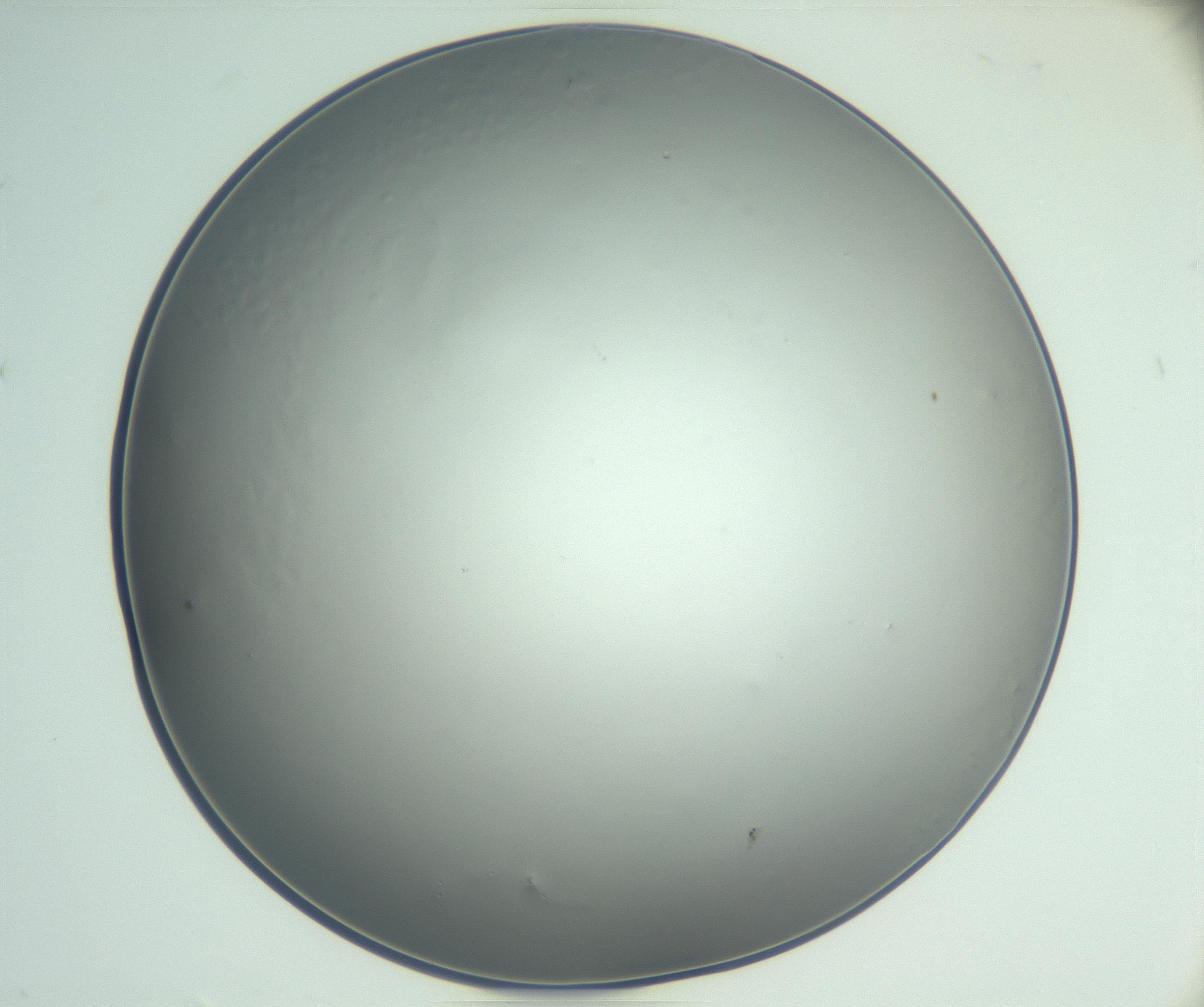 RI01_03_000_0212_Proj1_Clon1_MC_0000MC102864_003_161022_07_04_02_00_99_002_001_RAI.jpg