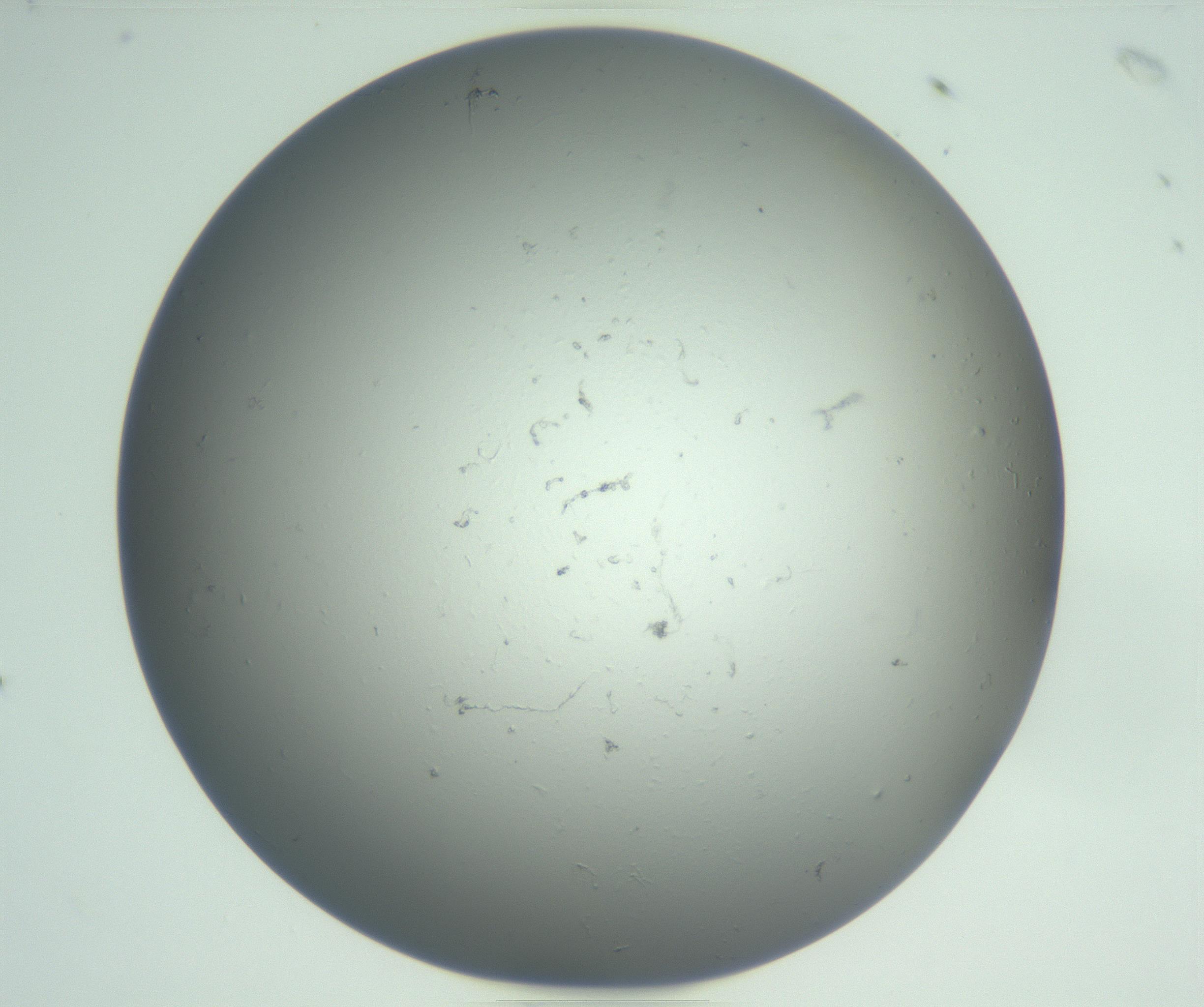 RI01_03_000_0212_Proj1_Clon1_MC_0000MC102864_003_161022_07_05_01_00_99_002_001_RAI.jpg