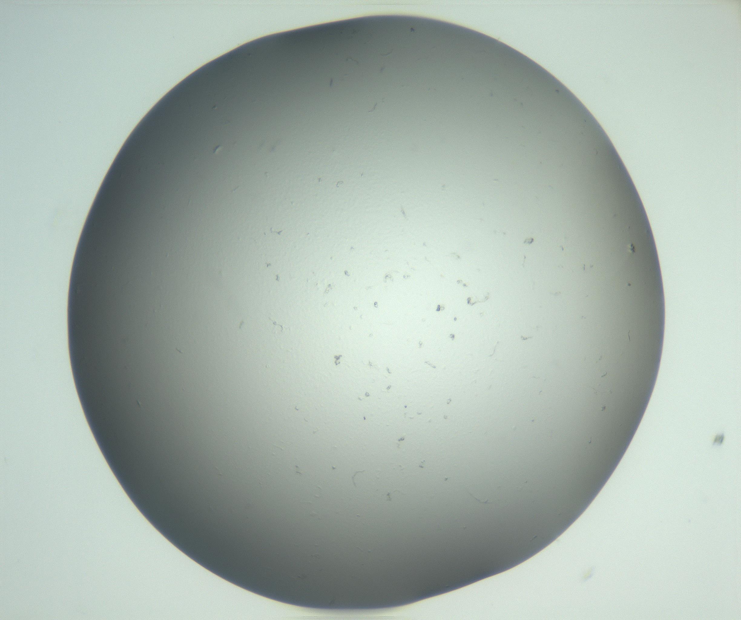 RI01_03_000_0212_Proj1_Clon1_MC_0000MC102864_003_161022_07_05_02_00_99_002_001_RAI.jpg