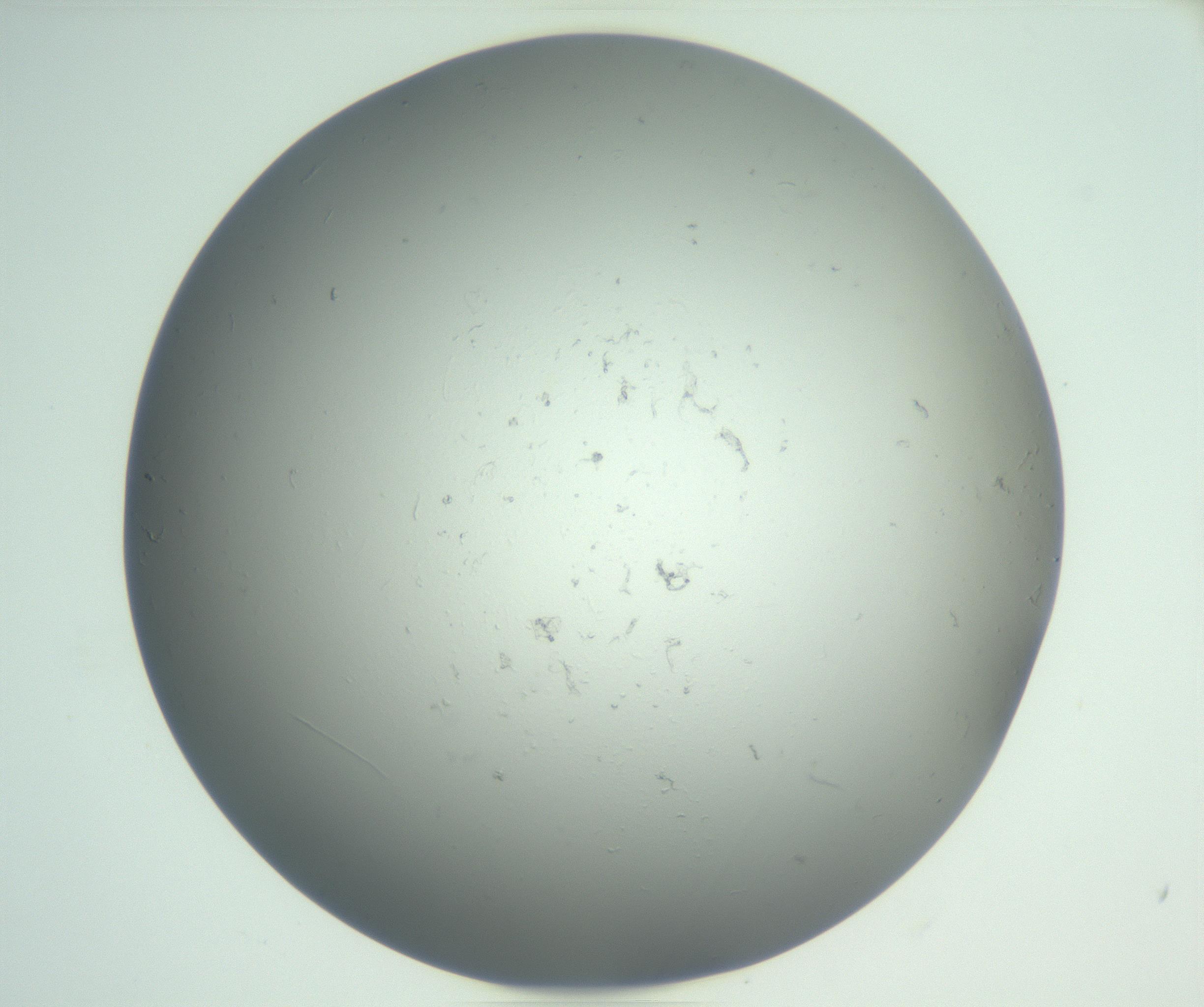 RI01_03_000_0212_Proj1_Clon1_MC_0000MC102864_003_161022_07_06_01_00_99_002_001_RAI.jpg
