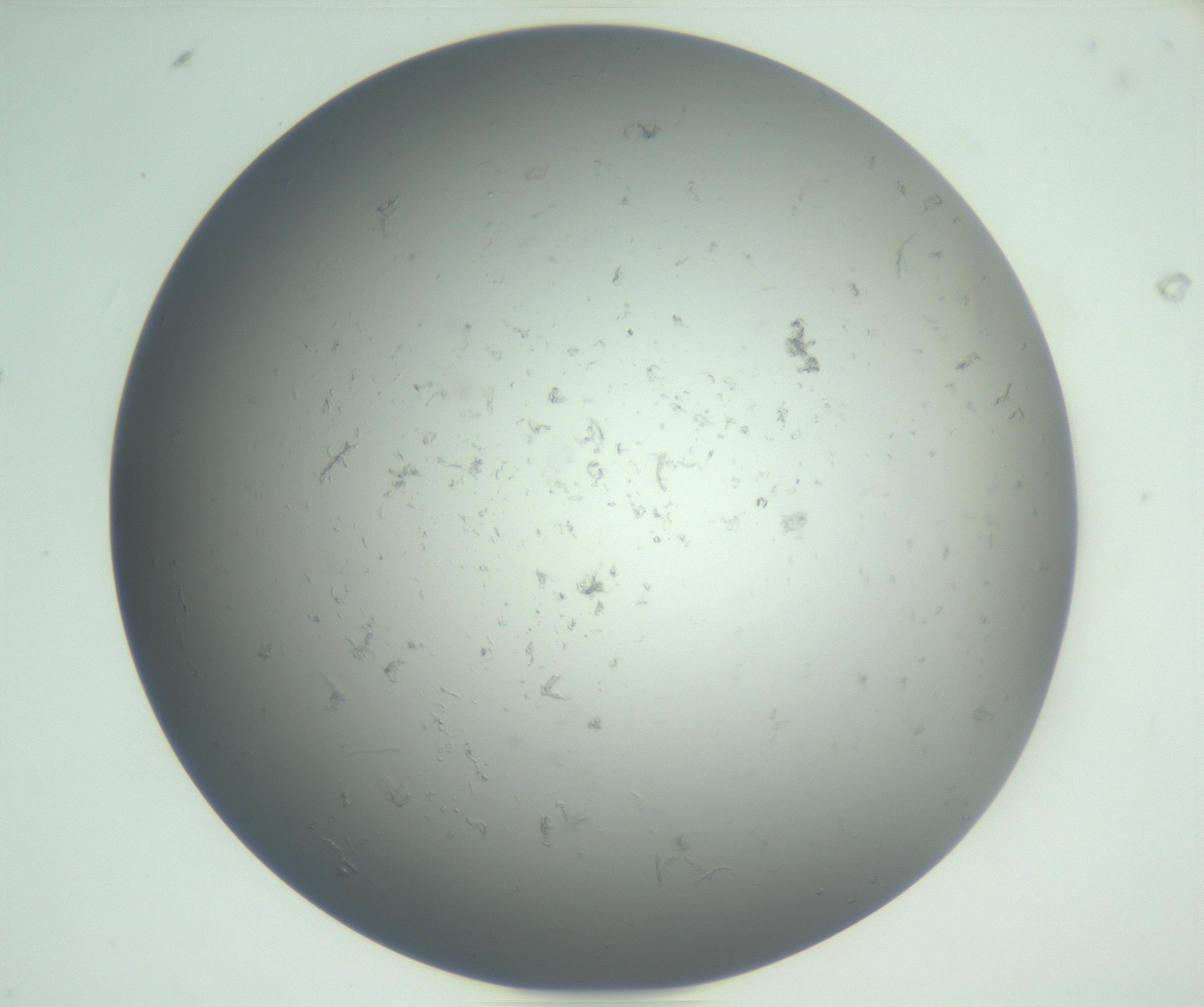 RI01_03_000_0212_Proj1_Clon1_MC_0000MC102864_003_161022_08_01_02_00_99_002_001_RAI.jpg