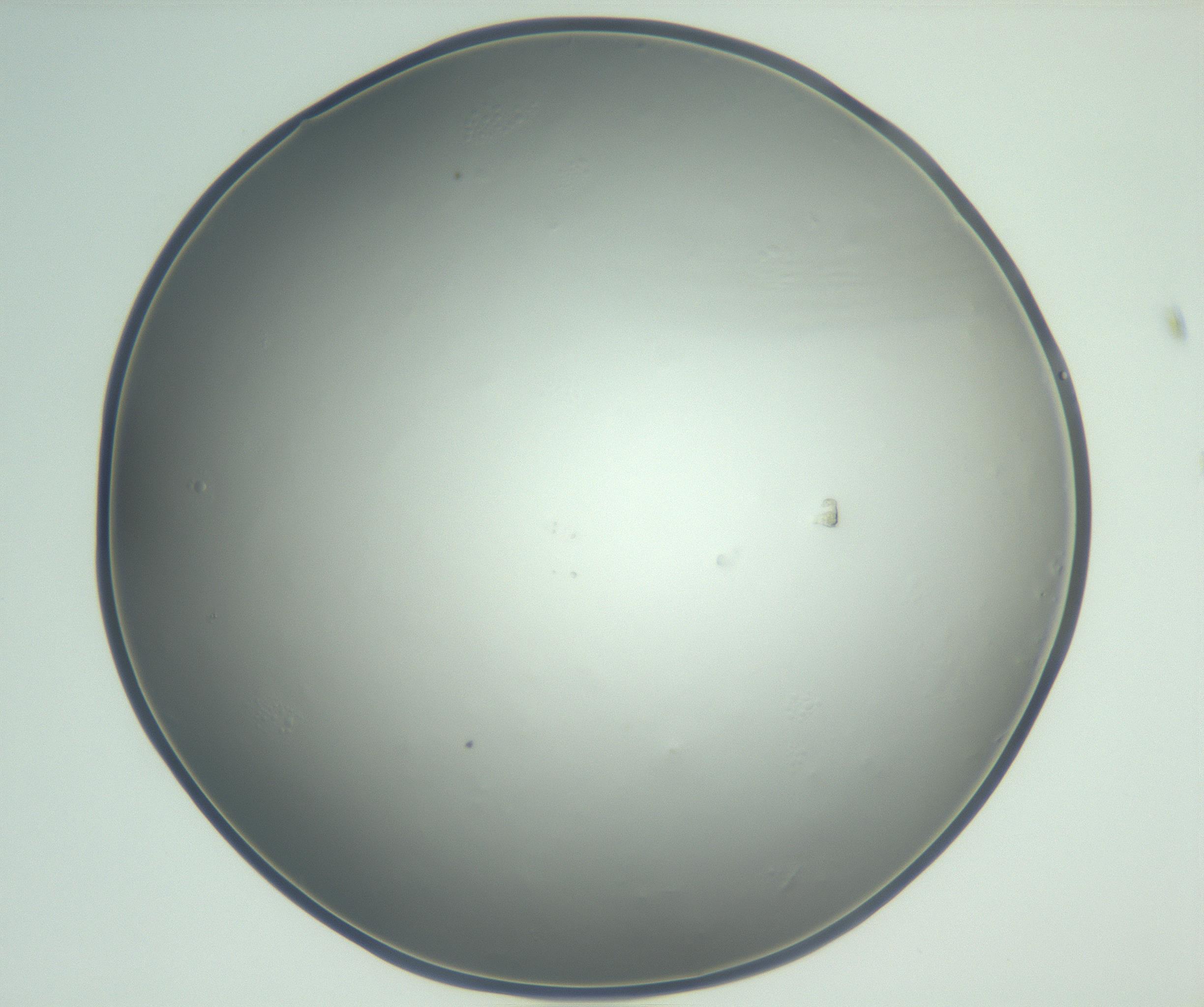 RI01_03_000_0212_Proj1_Clon1_MC_0000MC102864_003_161022_08_02_02_00_99_002_001_RAI.jpg