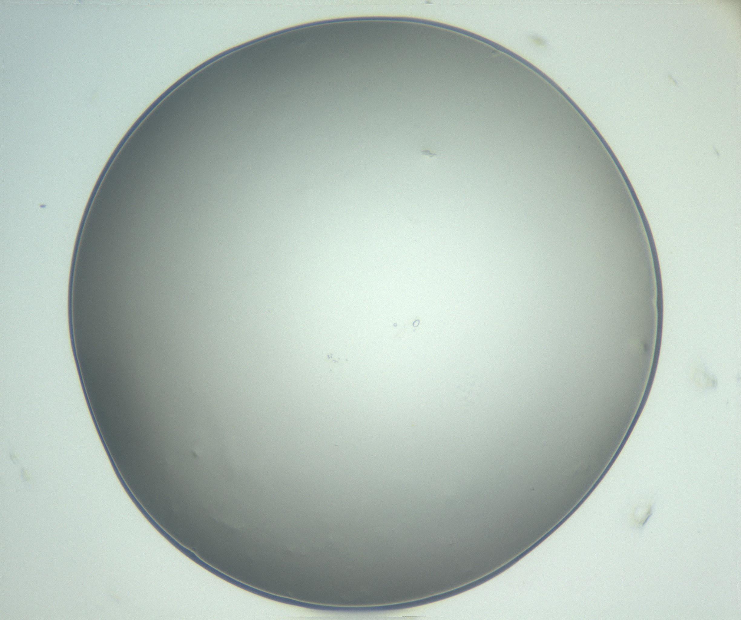 RI01_03_000_0212_Proj1_Clon1_MC_0000MC102864_003_161022_08_05_02_00_99_002_001_RAI.jpg