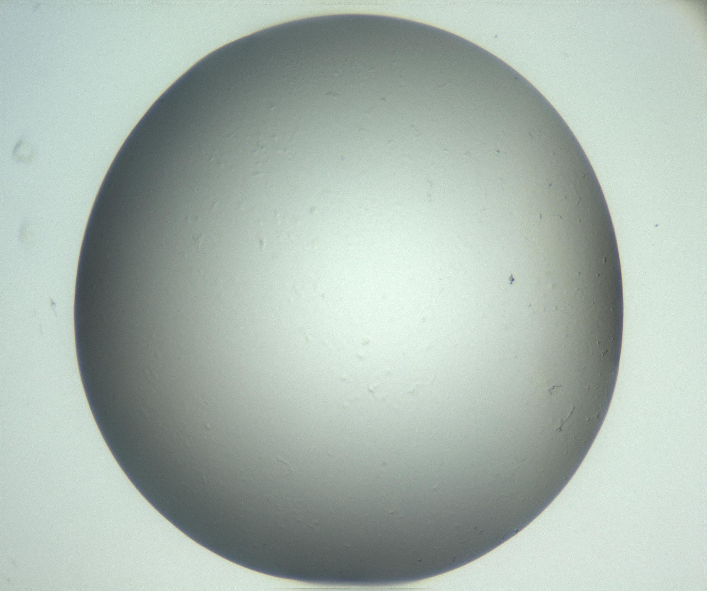 RI01_03_000_0212_Proj1_Clon1_MC_0000MC102864_003_161022_08_06_02_00_99_002_001_RAI.jpg