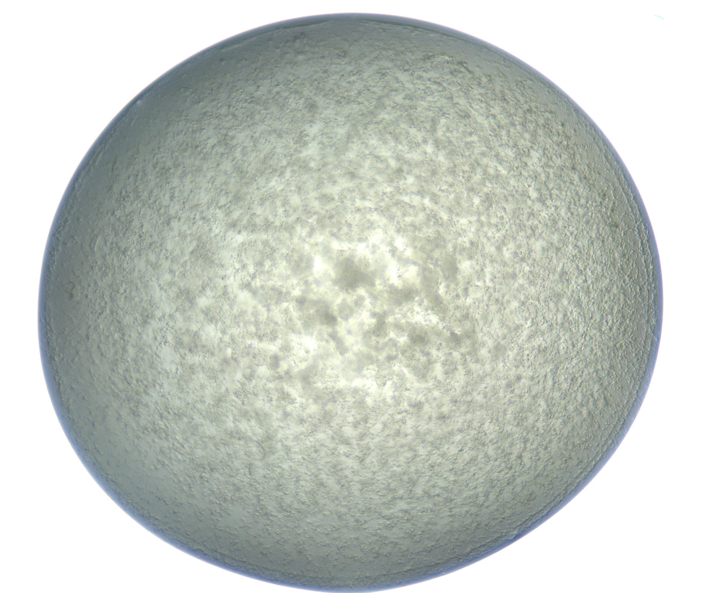 RI01_03_000_0212_Proj1_Clon1_MC_0000MC102864_003_161022_09_02_01_00_99_002_001_RAI.jpg