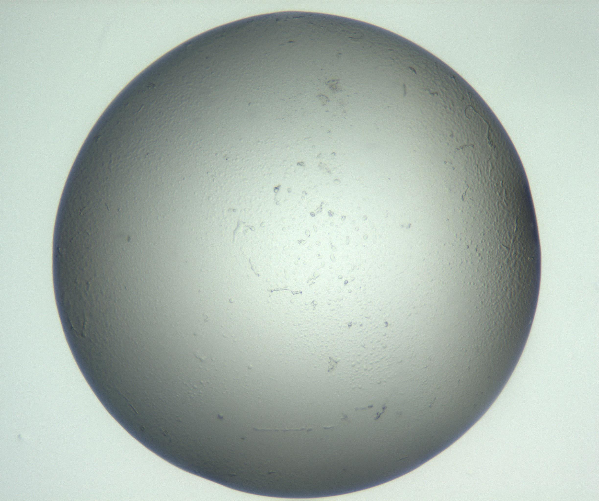 RI01_03_000_0212_Proj1_Clon1_MC_0000MC102864_003_161022_09_05_01_00_99_002_001_RAI.jpg