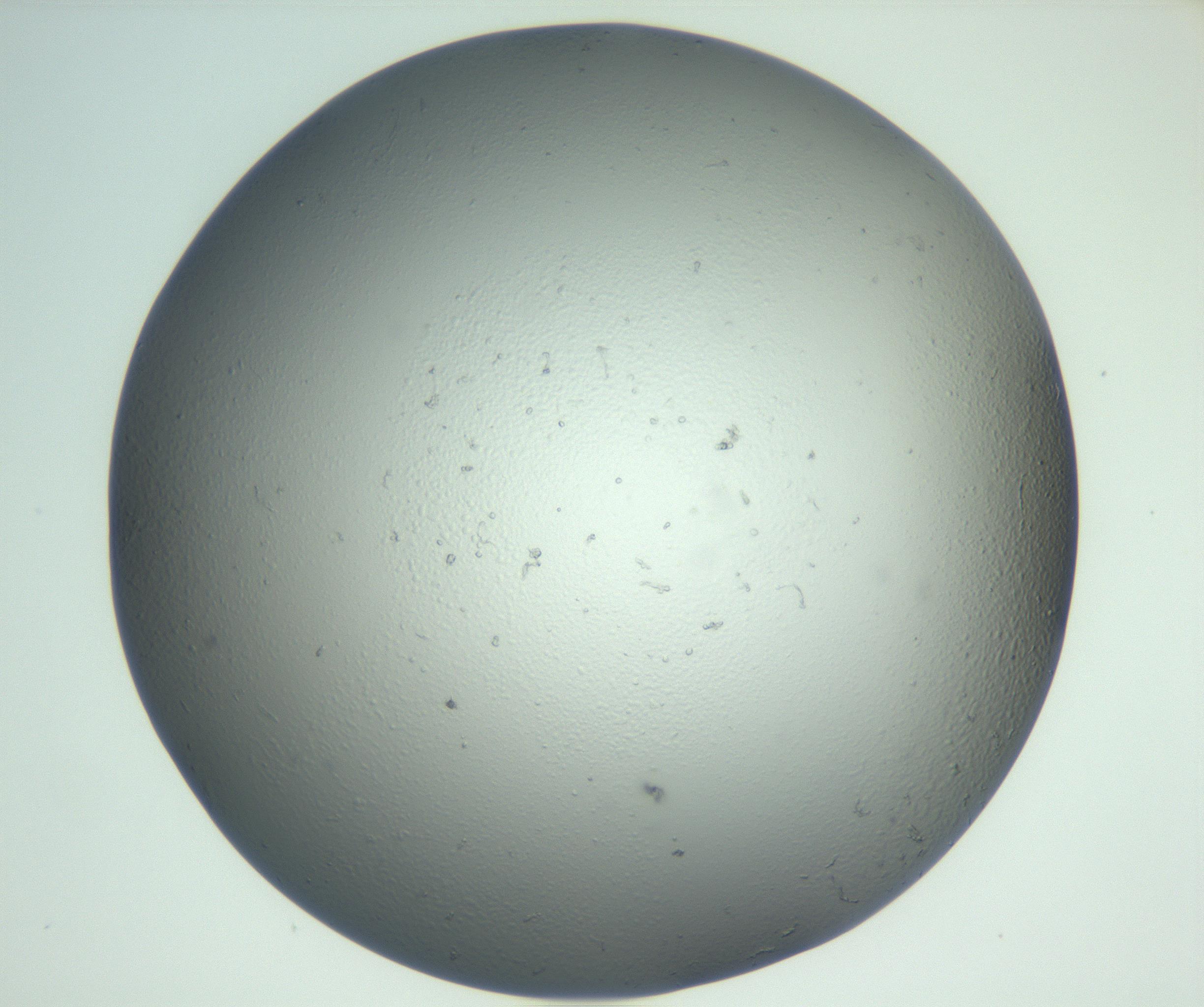 RI01_03_000_0212_Proj1_Clon1_MC_0000MC102864_003_161022_09_05_02_00_99_002_001_RAI.jpg