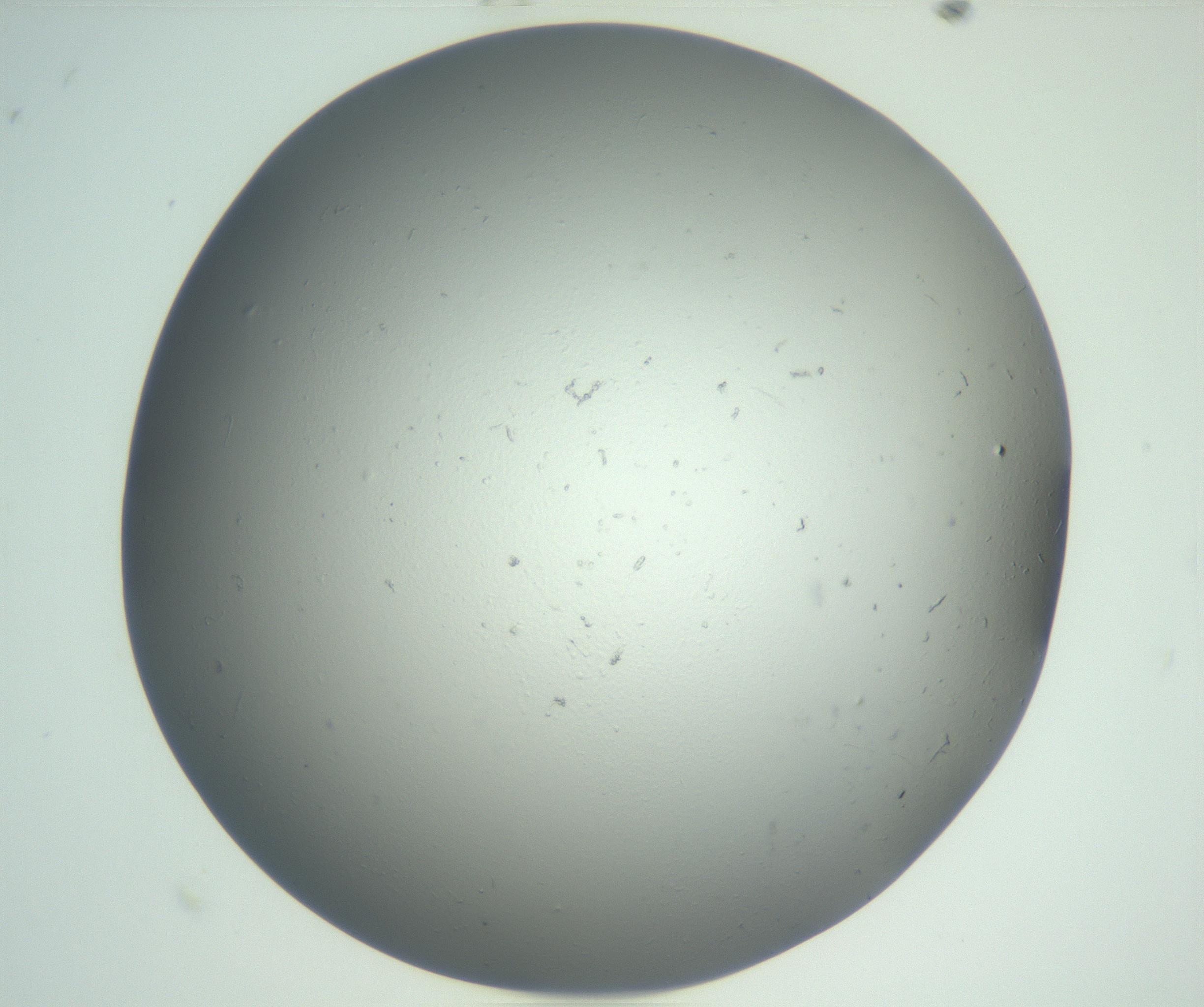 RI01_03_000_0212_Proj1_Clon1_MC_0000MC102864_003_161022_10_03_02_00_99_002_001_RAI.jpg