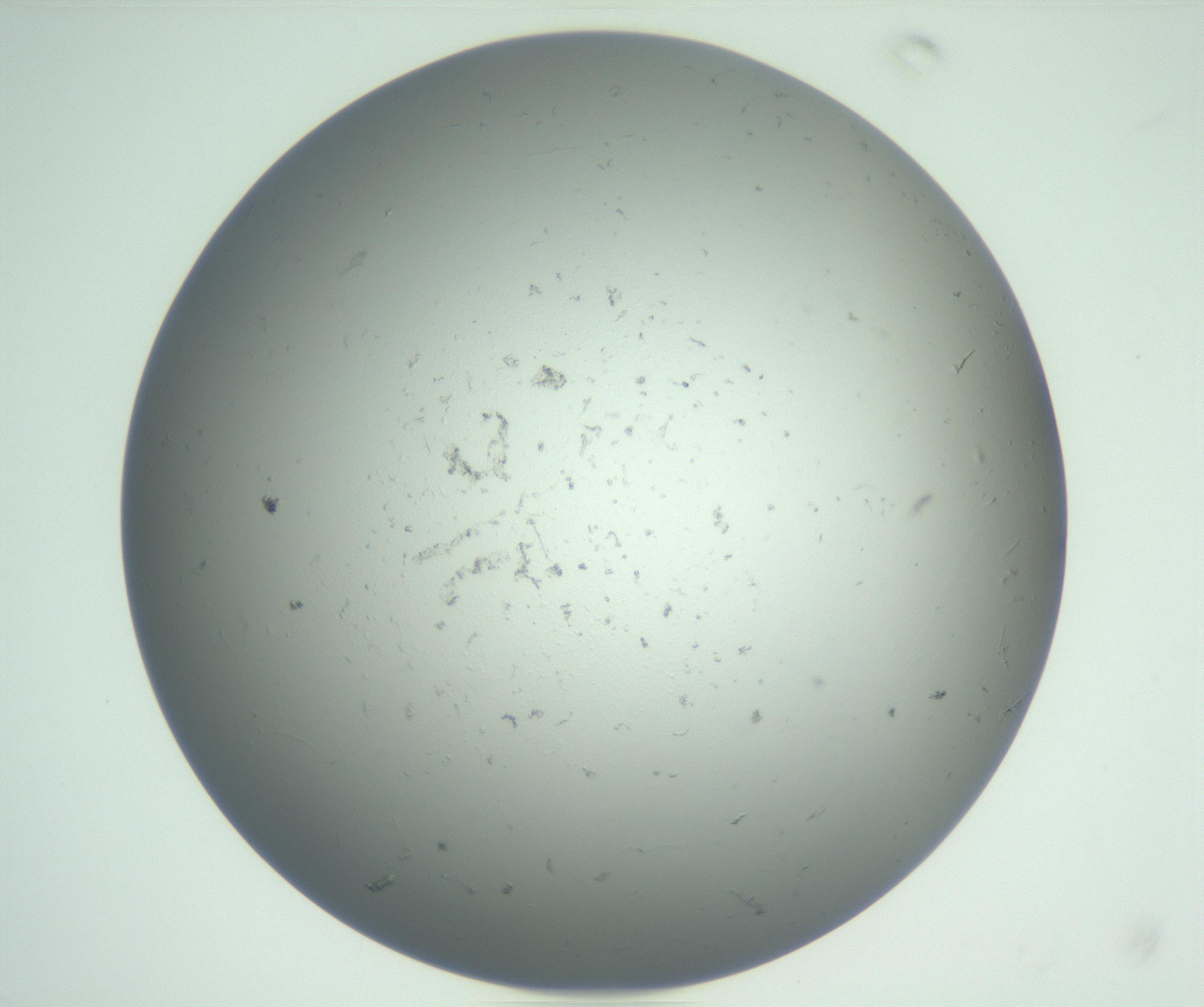 RI01_03_000_0212_Proj1_Clon1_MC_0000MC102864_003_161022_10_06_01_00_99_002_001_RAI.jpg