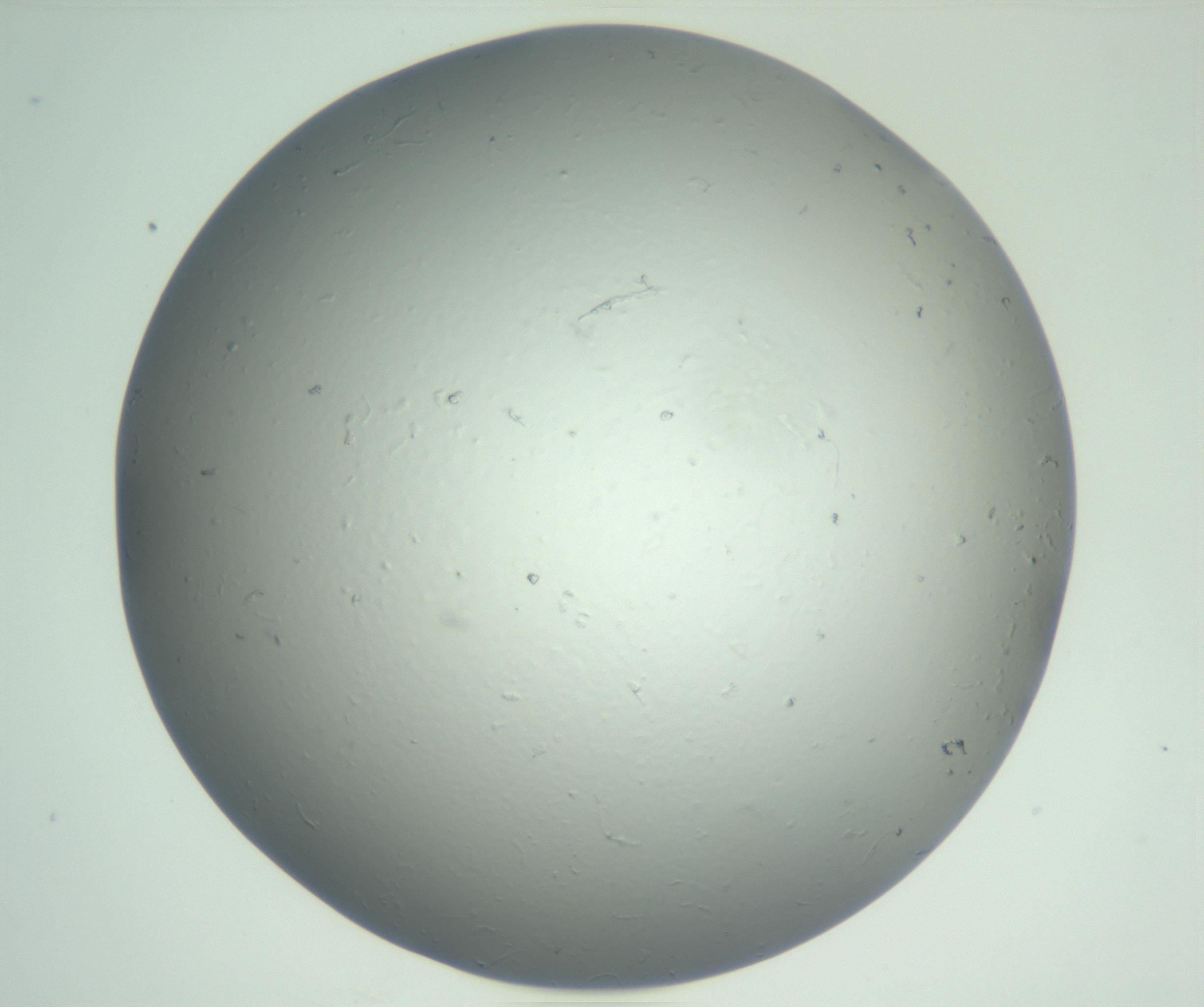 RI01_03_000_0212_Proj1_Clon1_MC_0000MC102864_003_161022_11_02_01_00_99_002_001_RAI.jpg