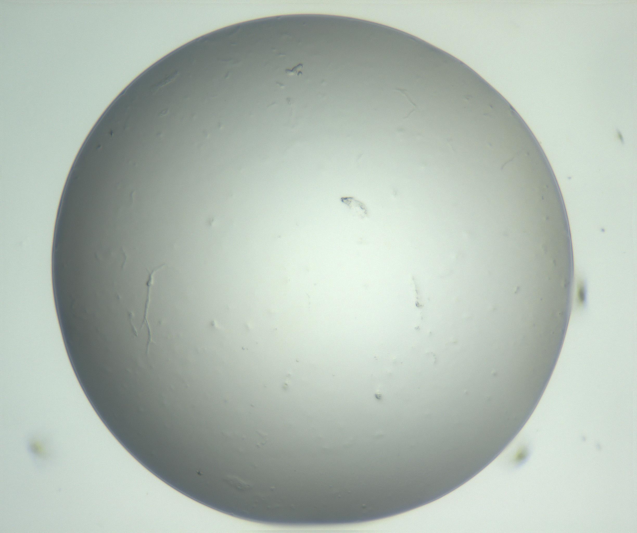 RI01_03_000_0212_Proj1_Clon1_MC_0000MC102864_003_161022_11_03_01_00_99_002_001_RAI.jpg