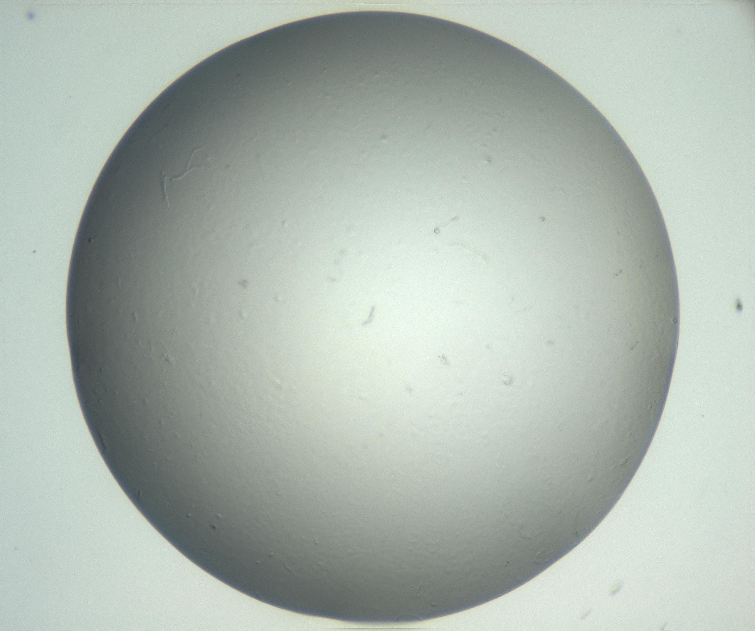 RI01_03_000_0212_Proj1_Clon1_MC_0000MC102864_003_161022_11_03_02_00_99_002_001_RAI.jpg