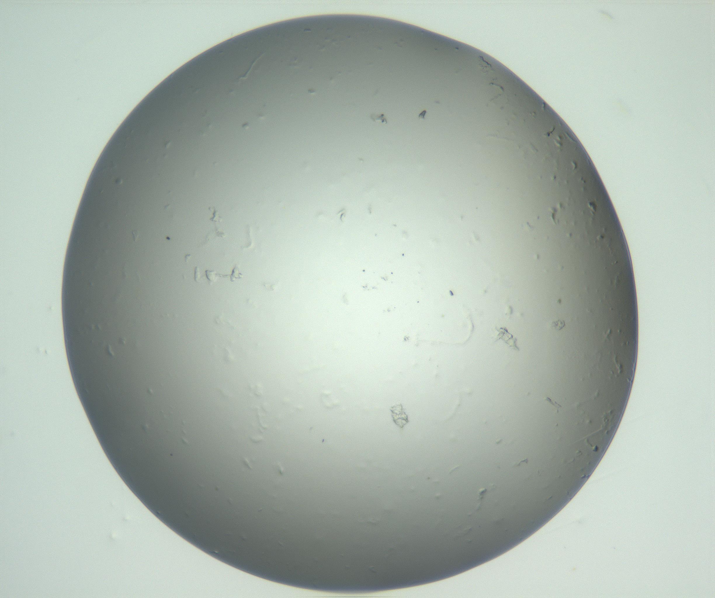 RI01_03_000_0212_Proj1_Clon1_MC_0000MC102864_003_161022_12_05_01_00_99_002_001_RAI.jpg