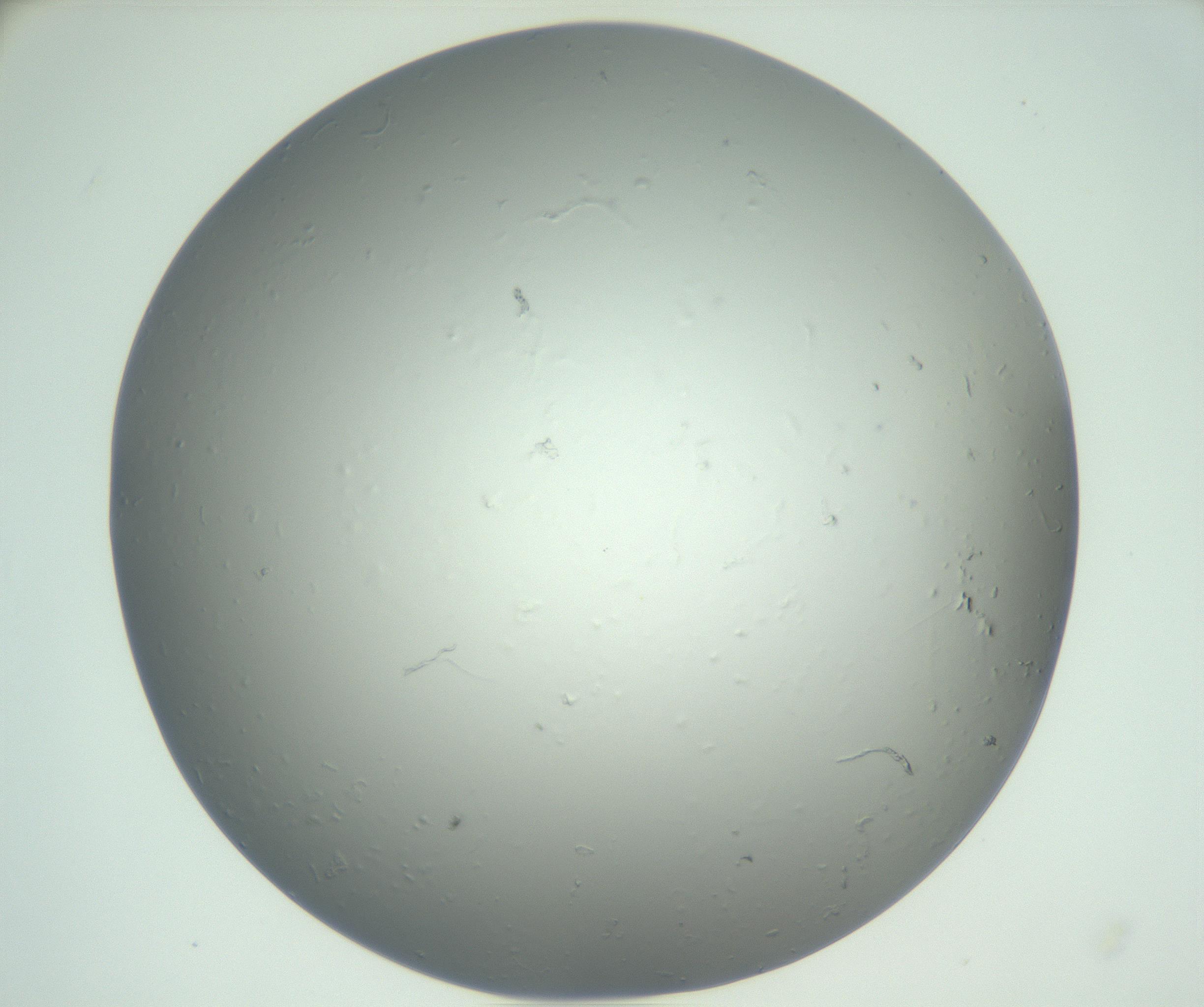 RI01_03_000_0212_Proj1_Clon1_MC_0000MC102864_003_161022_12_05_02_00_99_002_001_RAI.jpg