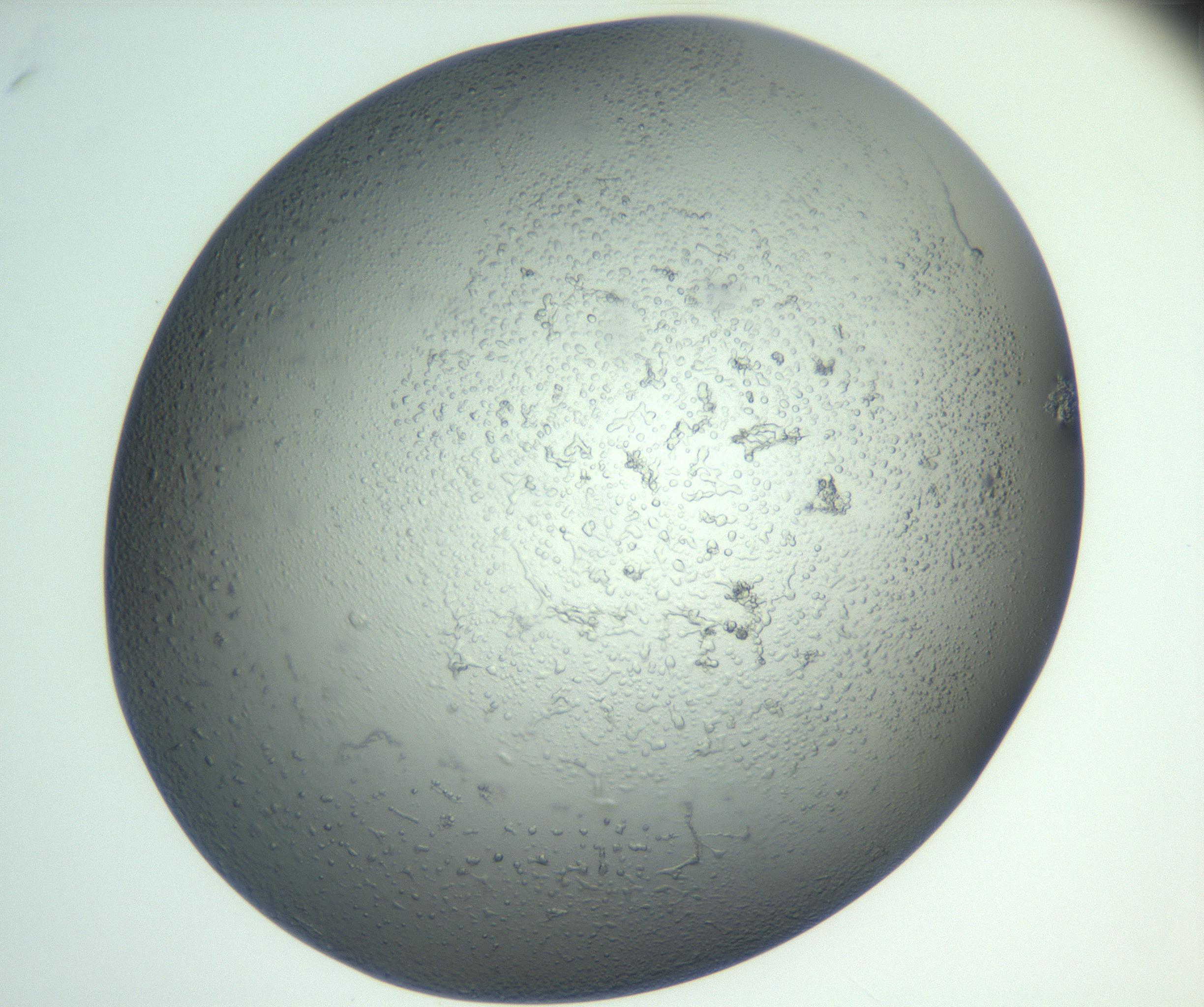 RI01_03_000_0212_Proj1_Clon1_MC_0000MC102864_005_161026_05_08_02_00_99_002_001_RAI.jpg