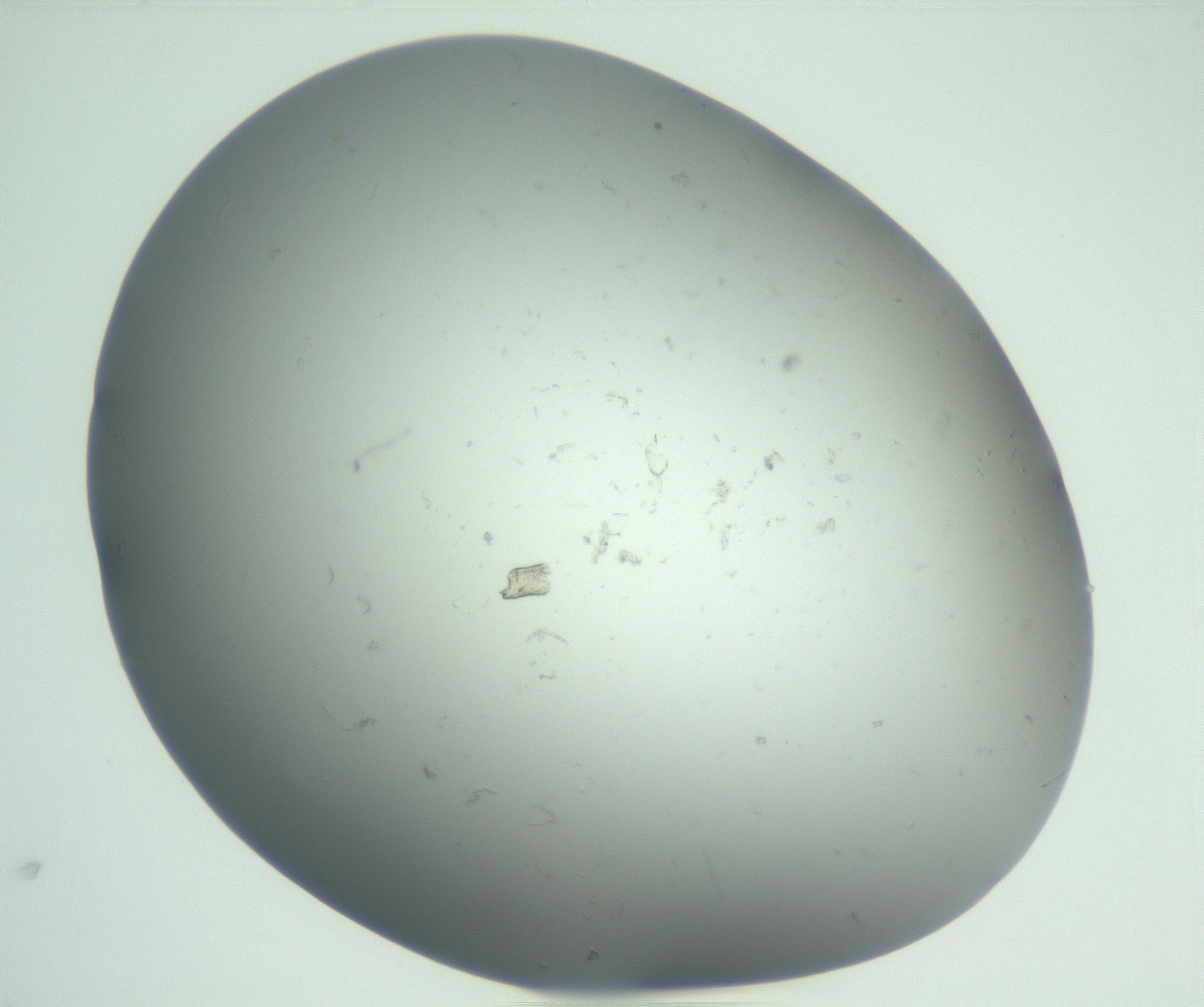 RI01_03_000_0212_Proj1_Clon1_MC_0000MC102865_003_161022_01_06_01_00_99_002_001_RAI.jpg