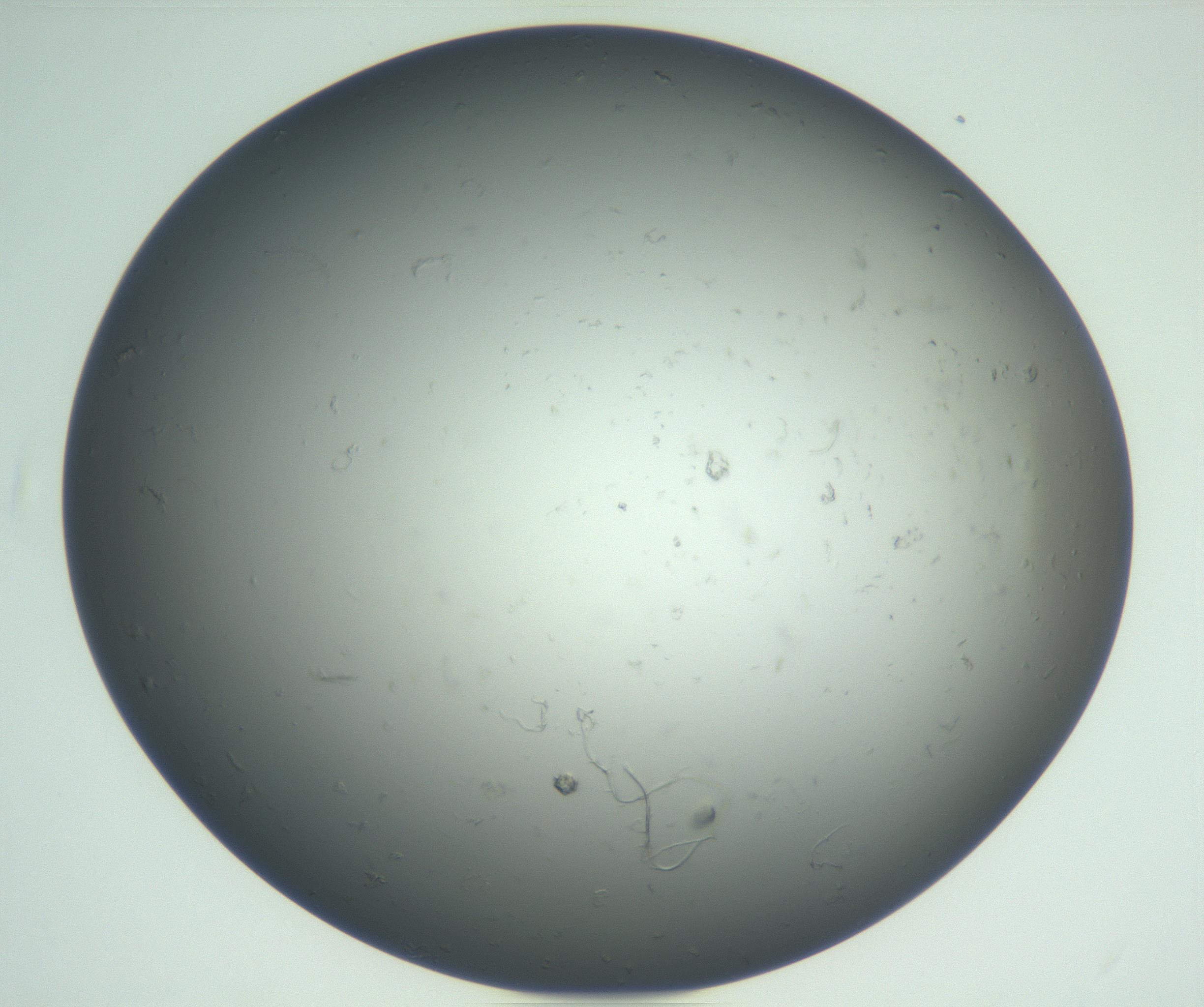 RI01_03_000_0212_Proj1_Clon1_MC_0000MC102865_003_161022_01_06_02_00_99_002_001_RAI.jpg