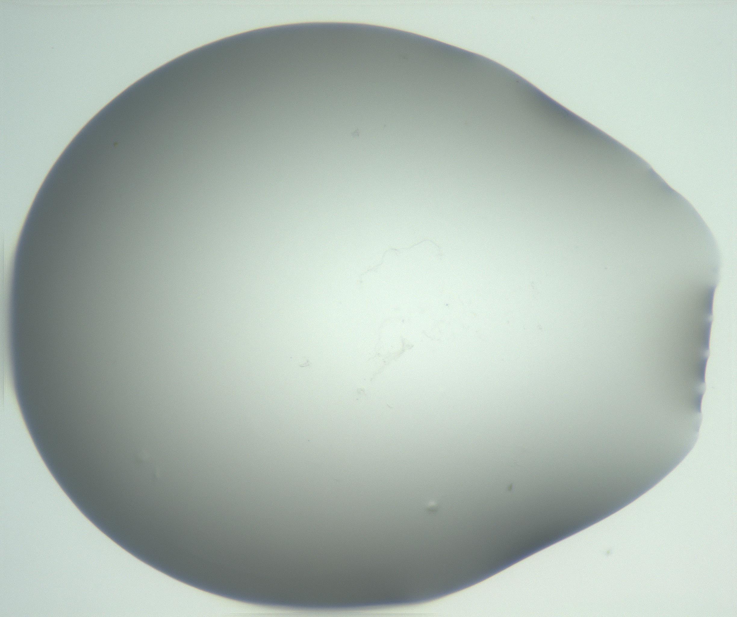 RI01_03_000_0212_Proj1_Clon1_MC_0000MC102865_003_161022_01_08_01_00_99_002_001_RAI.jpg