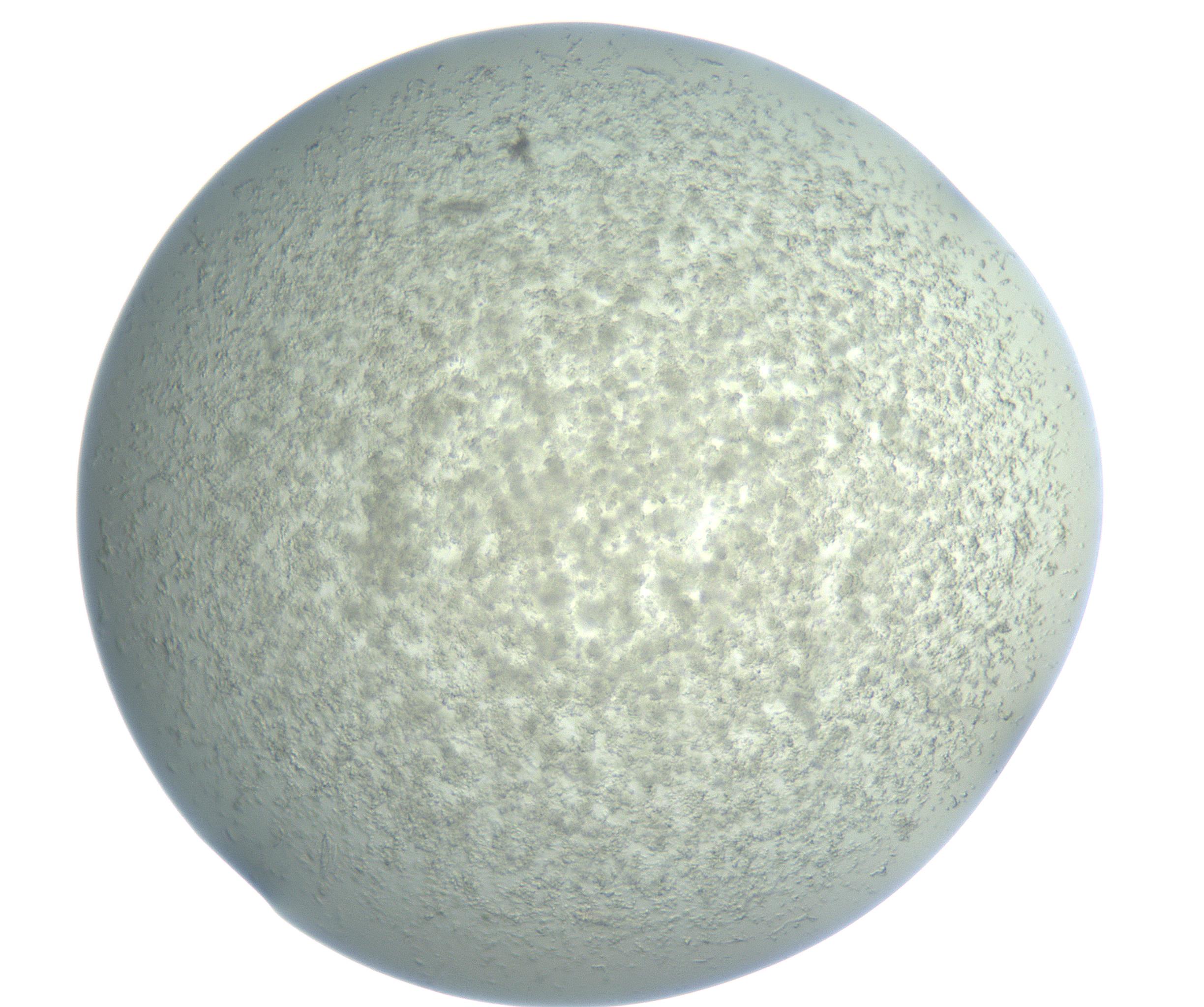 RI01_03_000_0212_Proj1_Clon1_MC_0000MC102865_003_161022_02_06_01_00_99_002_001_RAI.jpg