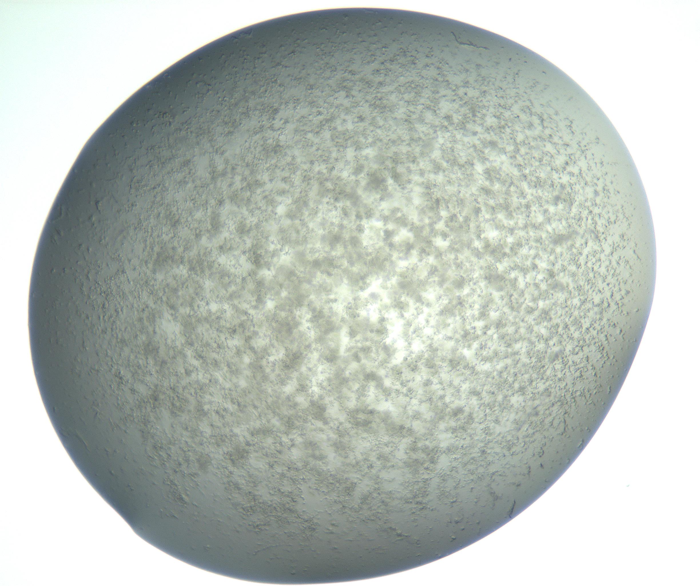 RI01_03_000_0212_Proj1_Clon1_MC_0000MC102865_003_161022_02_06_02_00_99_002_001_RAI.jpg