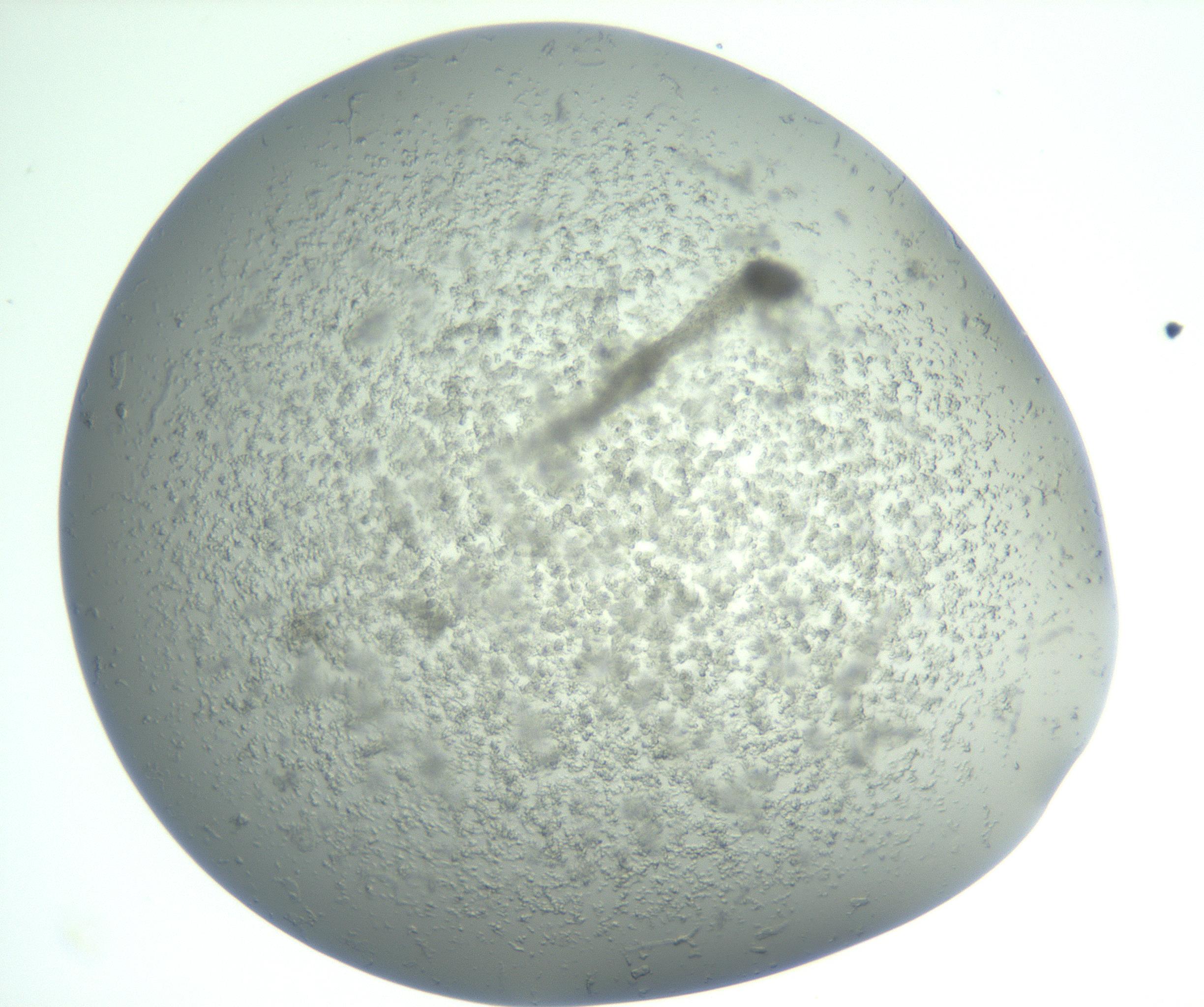 RI01_03_000_0212_Proj1_Clon1_MC_0000MC102865_003_161022_02_07_01_00_99_002_001_RAI.jpg