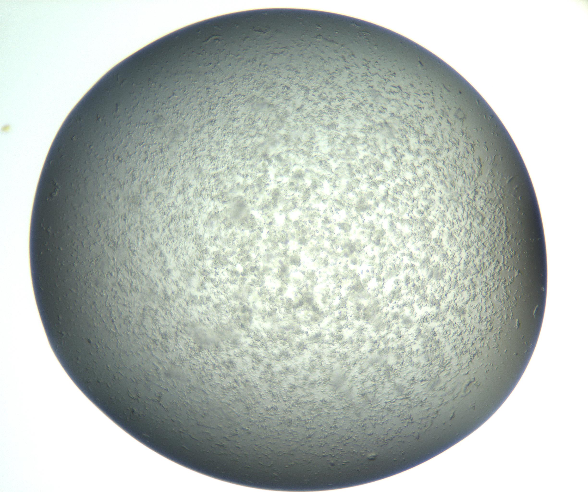 RI01_03_000_0212_Proj1_Clon1_MC_0000MC102865_003_161022_02_07_02_00_99_002_001_RAI.jpg