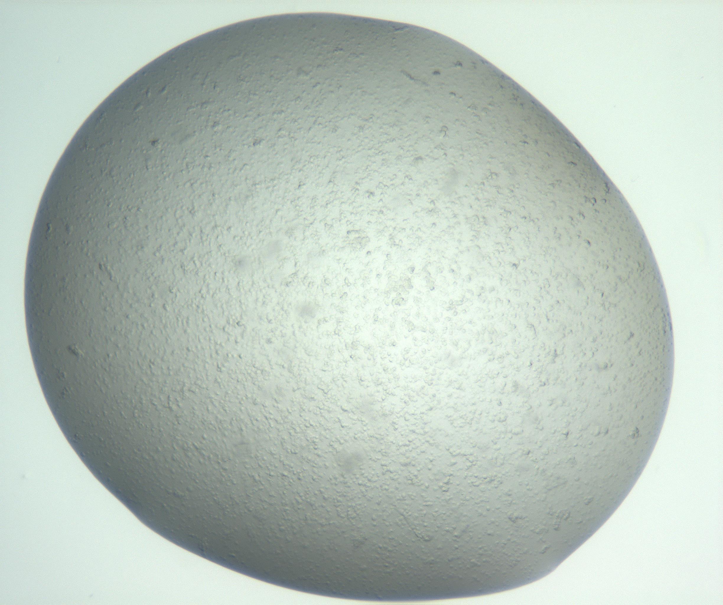 RI01_03_000_0212_Proj1_Clon1_MC_0000MC102865_003_161022_04_02_01_00_99_002_001_RAI.jpg