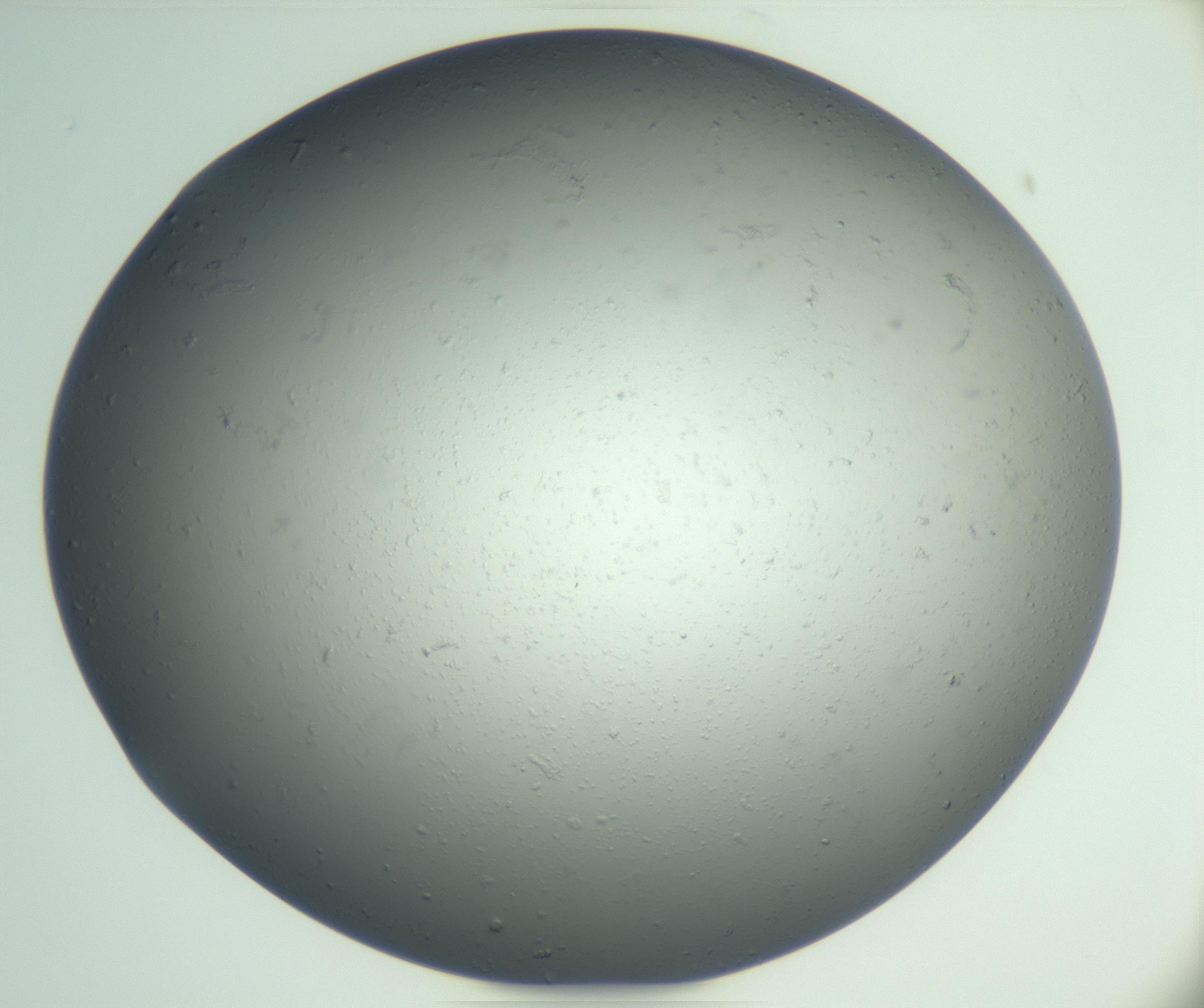 RI01_03_000_0212_Proj1_Clon1_MC_0000MC102865_003_161022_04_02_02_00_99_002_001_RAI.jpg