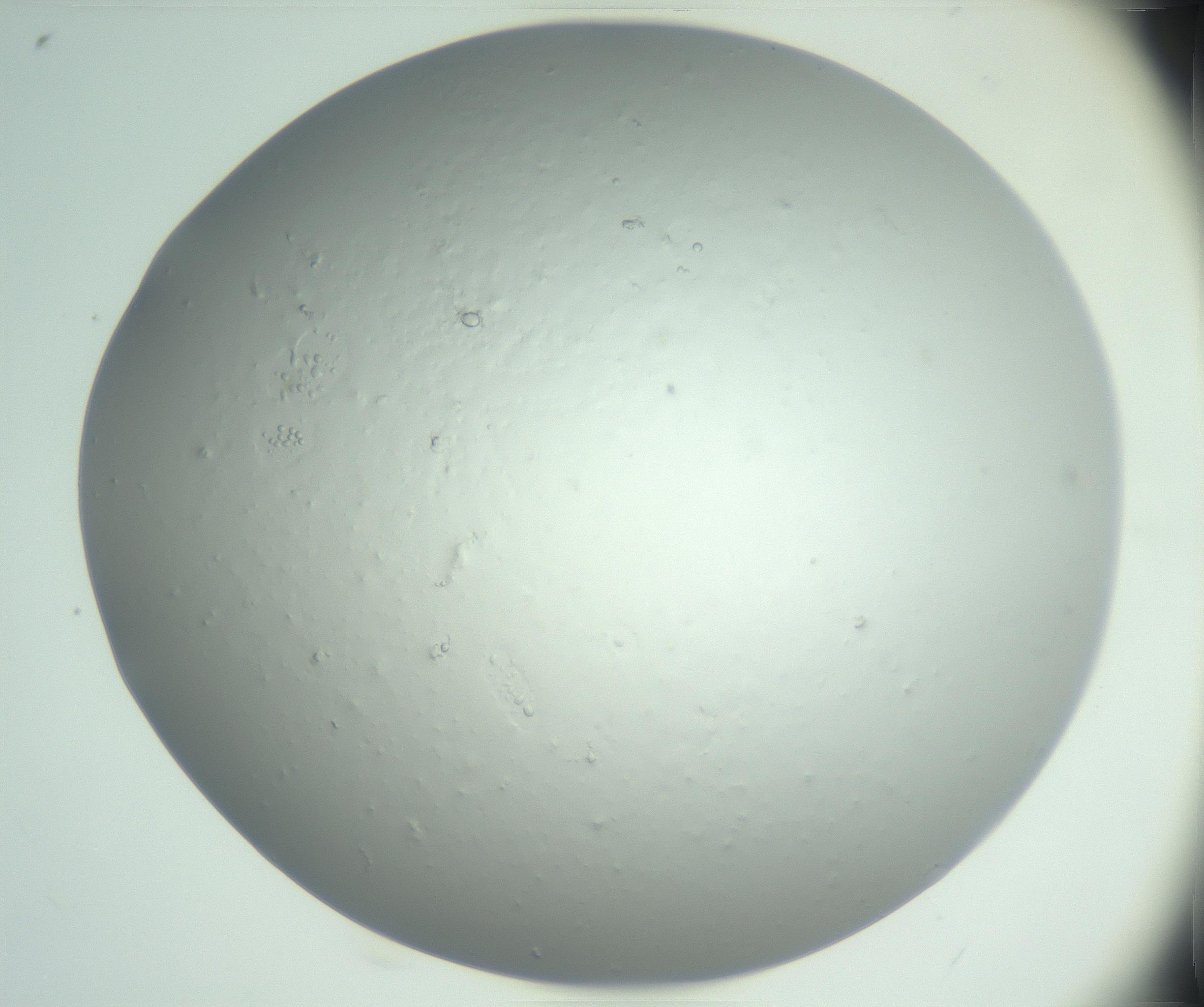 RI01_03_000_0212_Proj1_Clon1_MC_0000MC102865_003_161022_04_04_02_00_99_002_001_RAI.jpg