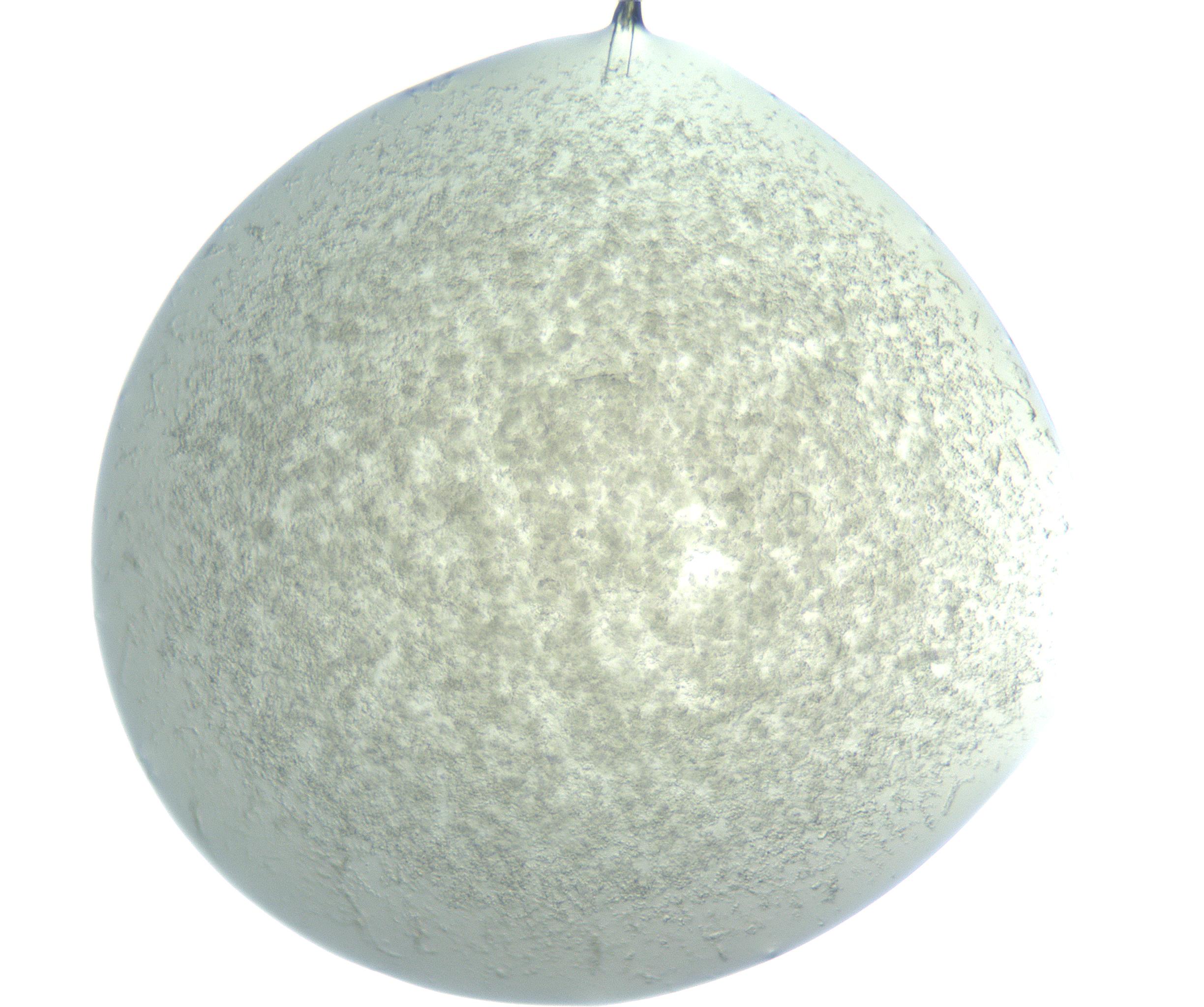 RI01_03_000_0212_Proj1_Clon1_MC_0000MC102865_003_161022_04_07_01_00_99_002_001_RAI.jpg