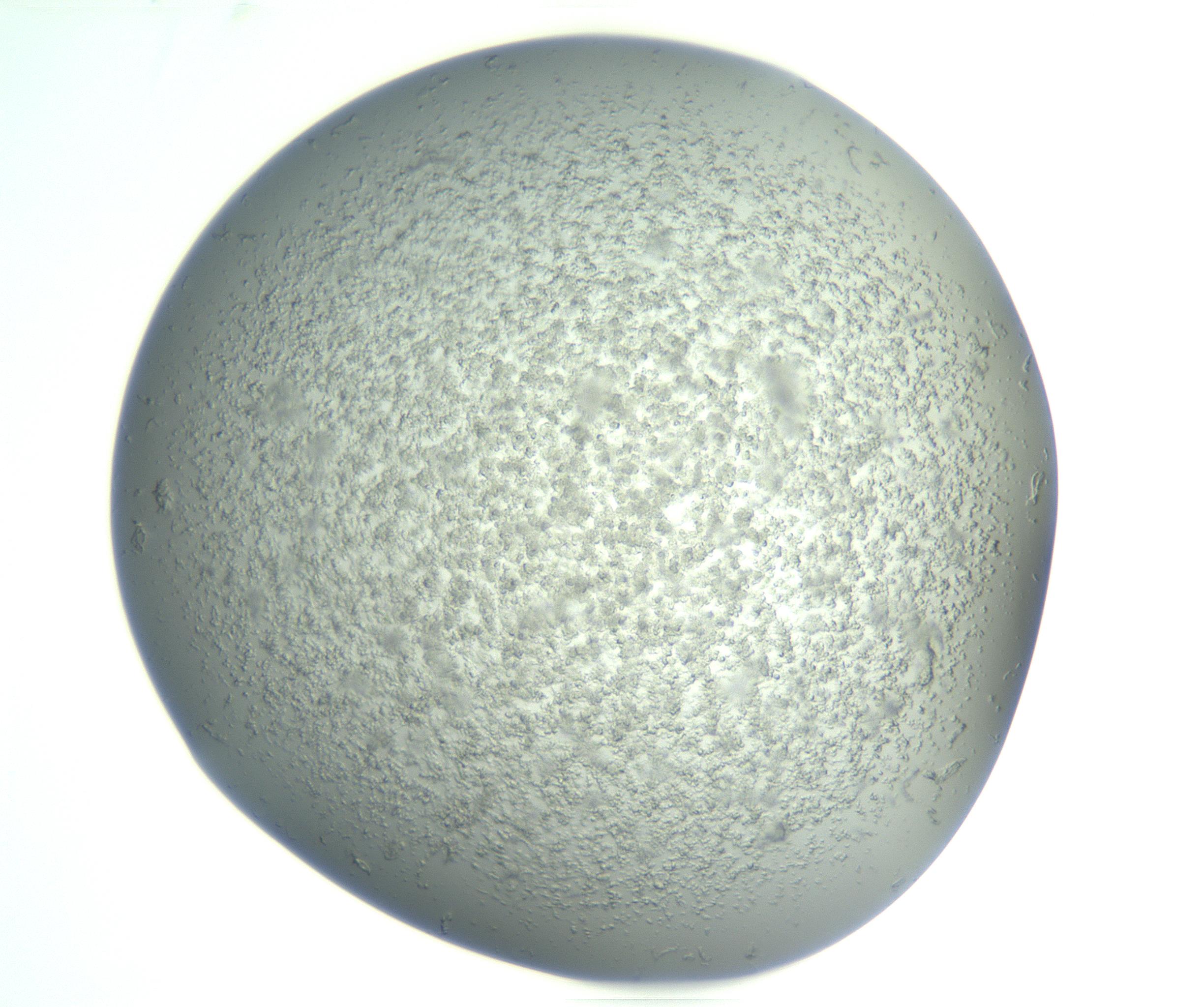 RI01_03_000_0212_Proj1_Clon1_MC_0000MC102865_003_161022_05_01_01_00_99_002_001_RAI.jpg
