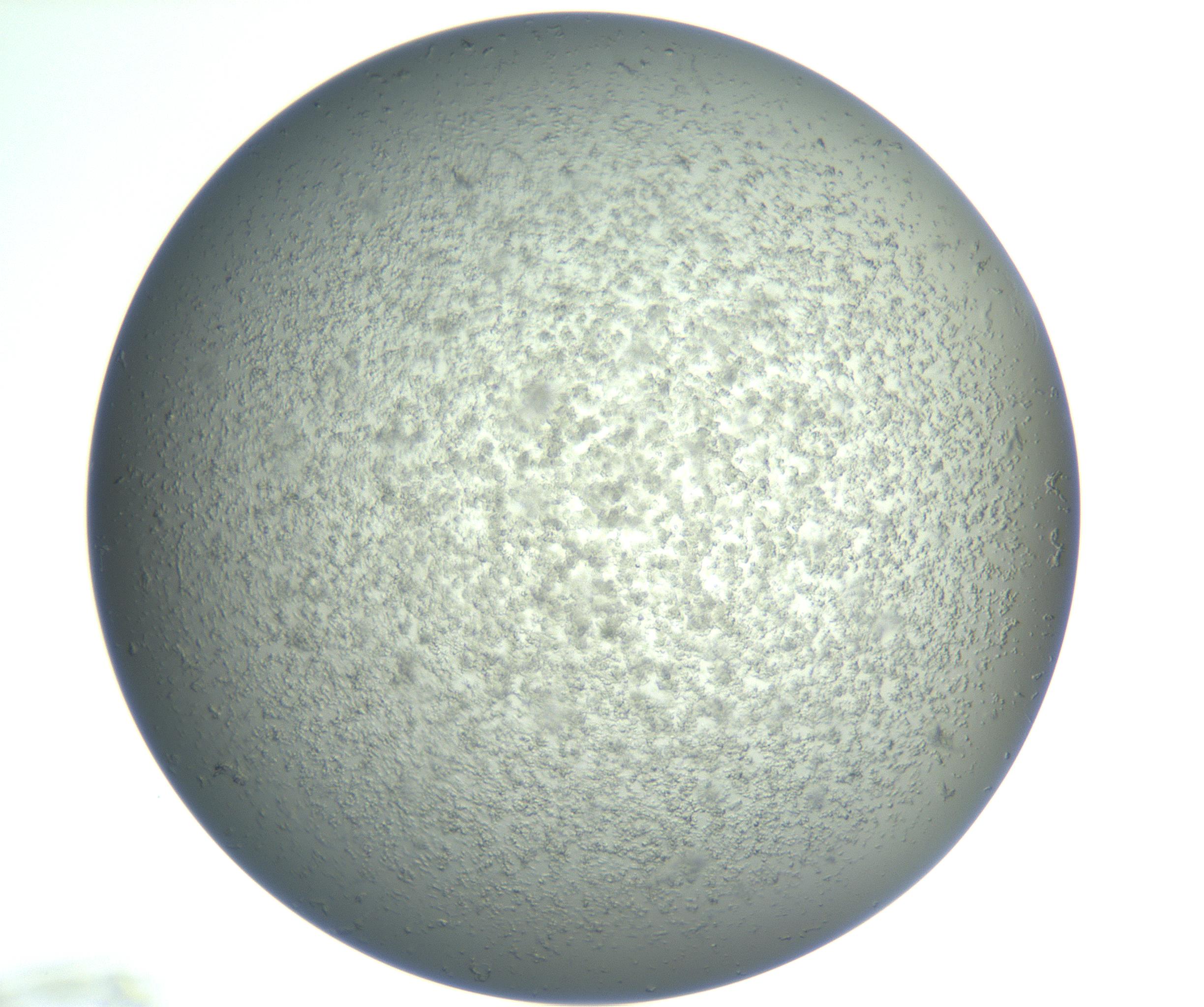 RI01_03_000_0212_Proj1_Clon1_MC_0000MC102865_003_161022_05_01_02_00_99_002_001_RAI.jpg