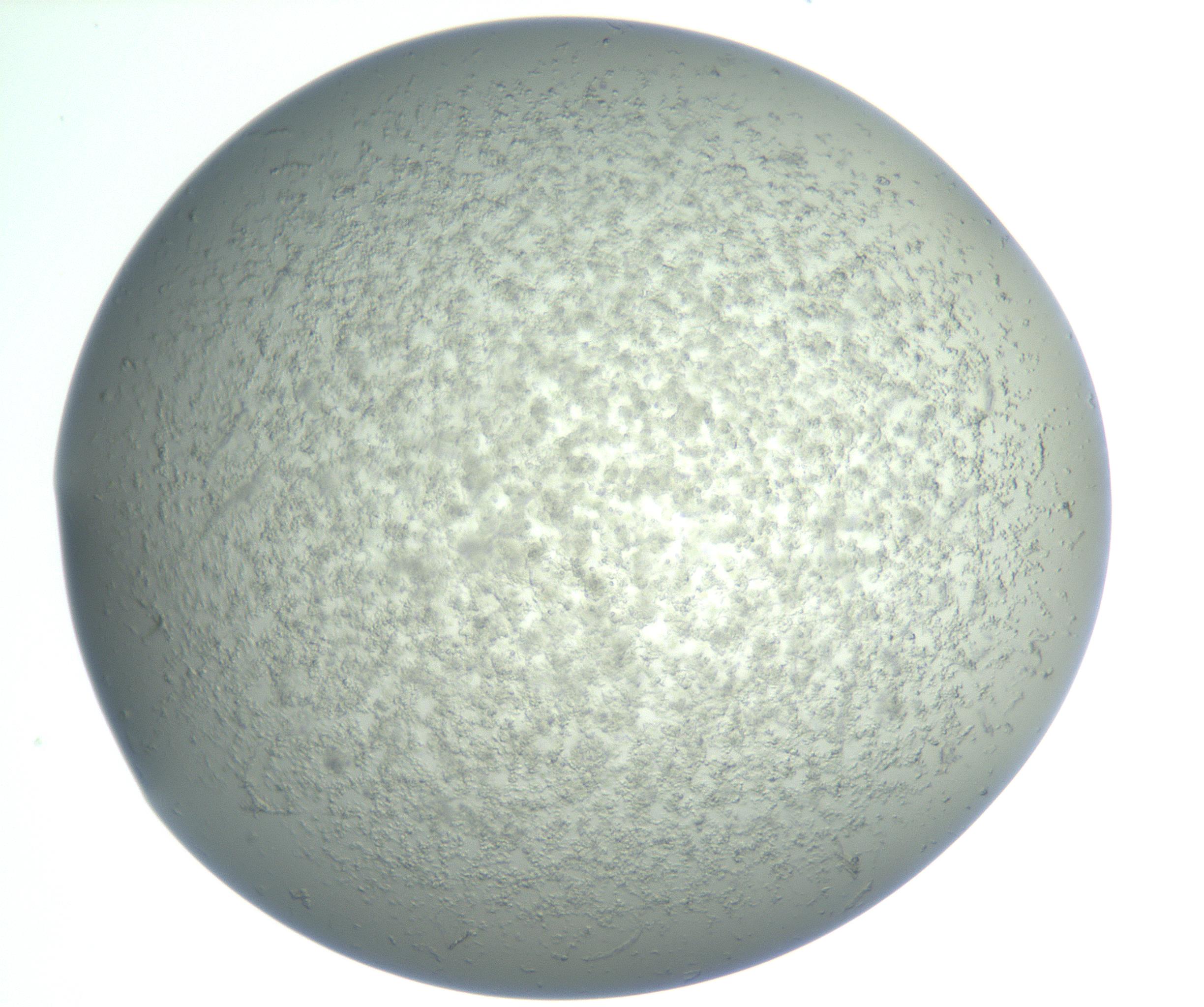 RI01_03_000_0212_Proj1_Clon1_MC_0000MC102865_003_161022_05_03_01_00_99_002_001_RAI.jpg