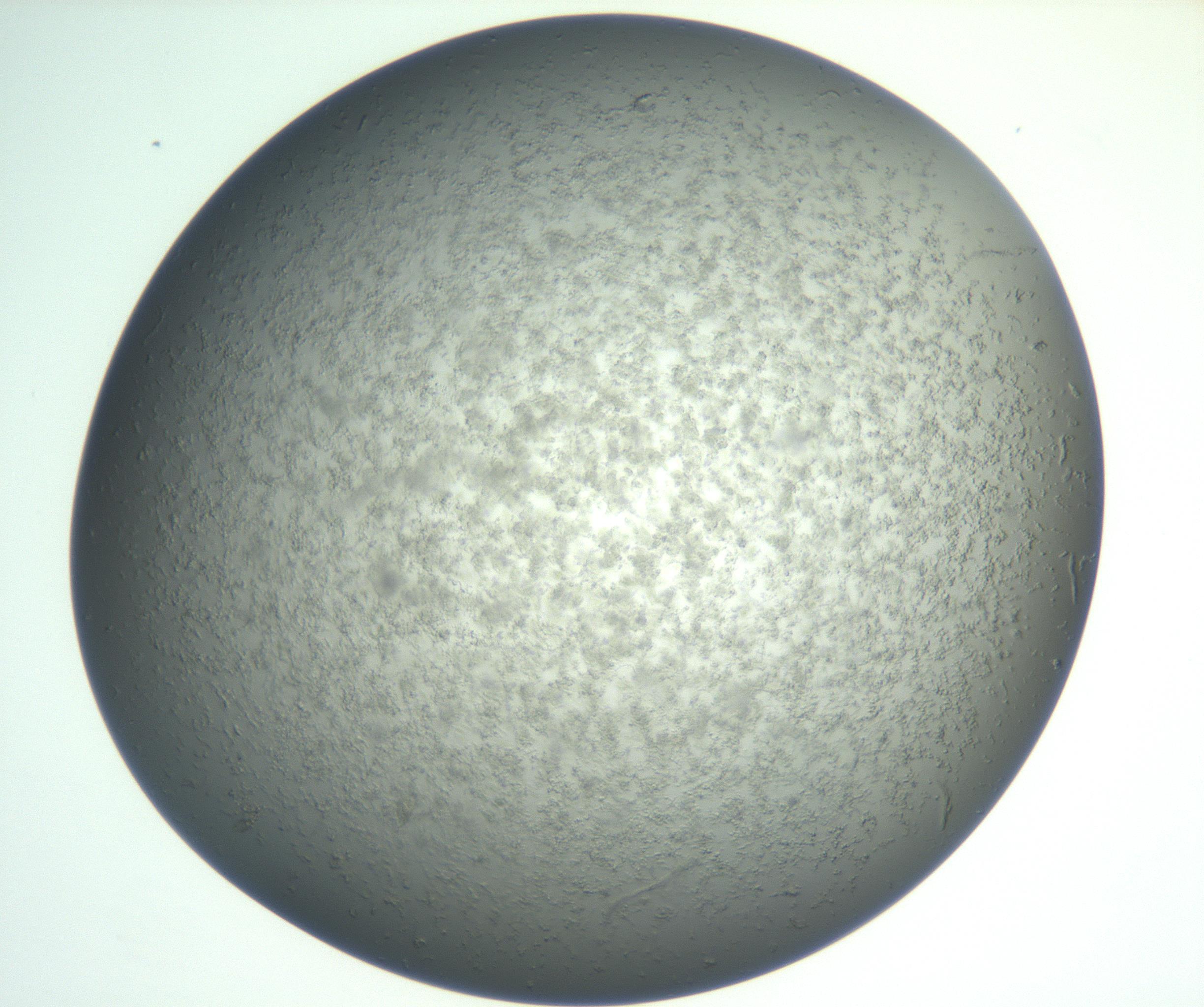 RI01_03_000_0212_Proj1_Clon1_MC_0000MC102865_003_161022_05_03_02_00_99_002_001_RAI.jpg