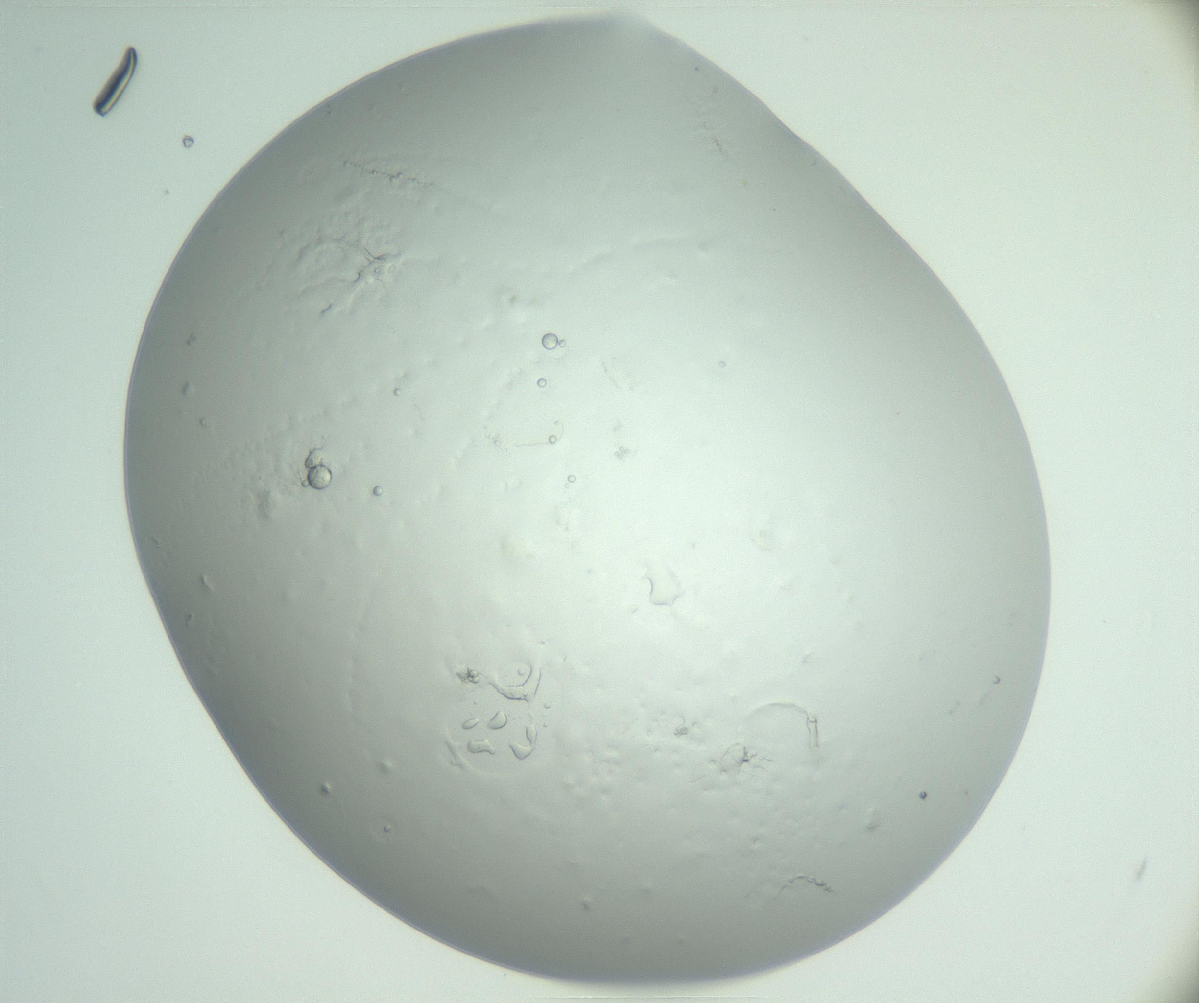 RI01_03_000_0212_Proj1_Clon1_MC_0000MC102865_003_161022_05_04_01_00_99_002_001_RAI.jpg