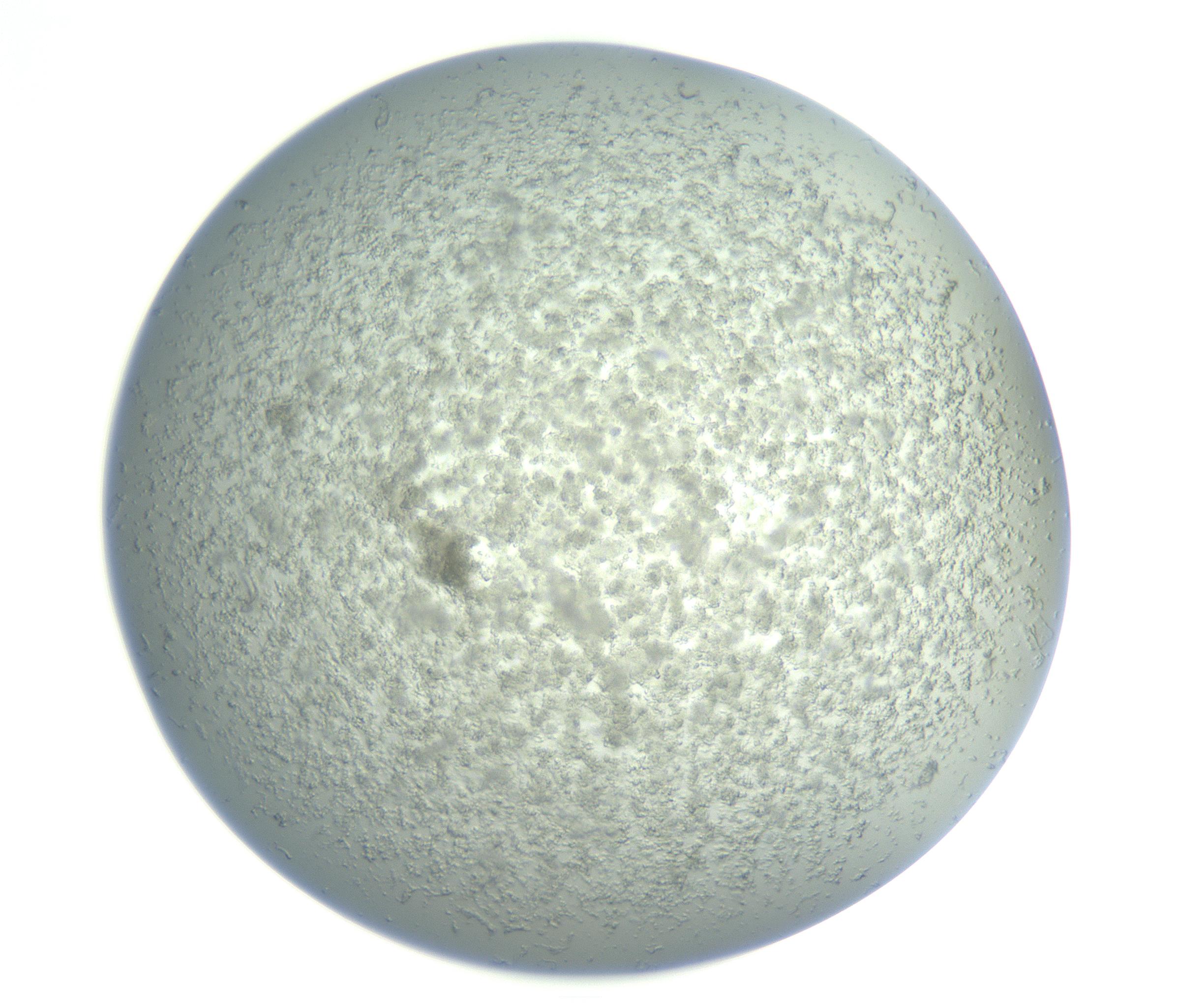 RI01_03_000_0212_Proj1_Clon1_MC_0000MC102865_003_161022_05_05_01_00_99_002_001_RAI.jpg