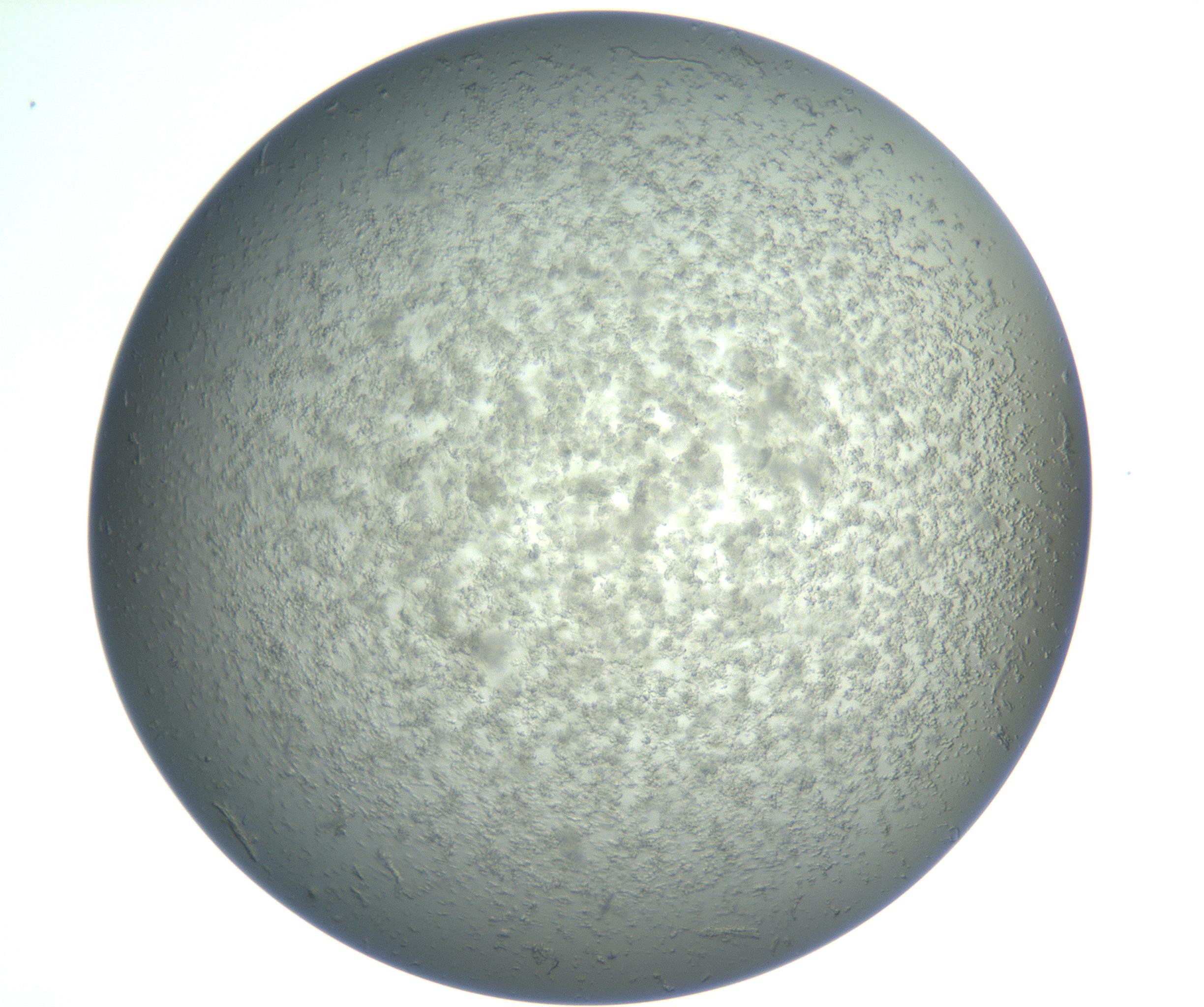 RI01_03_000_0212_Proj1_Clon1_MC_0000MC102865_003_161022_05_05_02_00_99_002_001_RAI.jpg