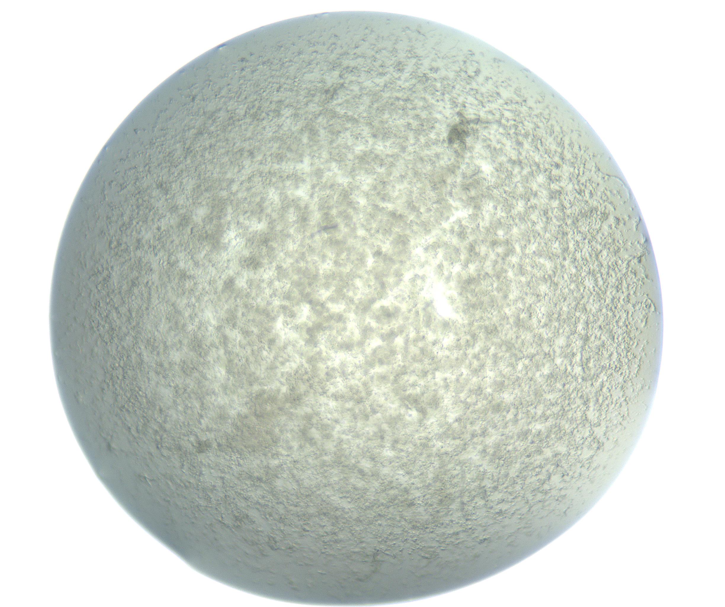RI01_03_000_0212_Proj1_Clon1_MC_0000MC102865_003_161022_05_07_01_00_99_002_001_RAI.jpg