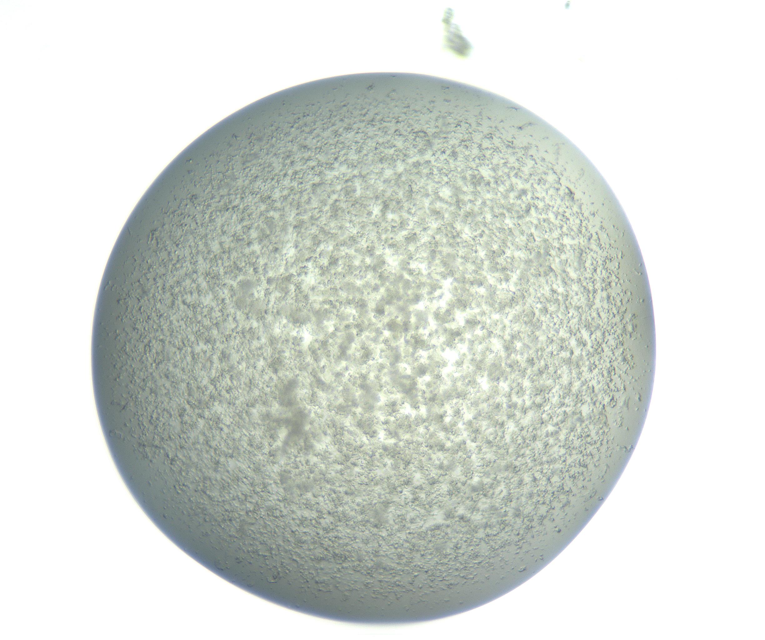 RI01_03_000_0212_Proj1_Clon1_MC_0000MC102865_003_161022_06_01_01_00_99_002_001_RAI.jpg