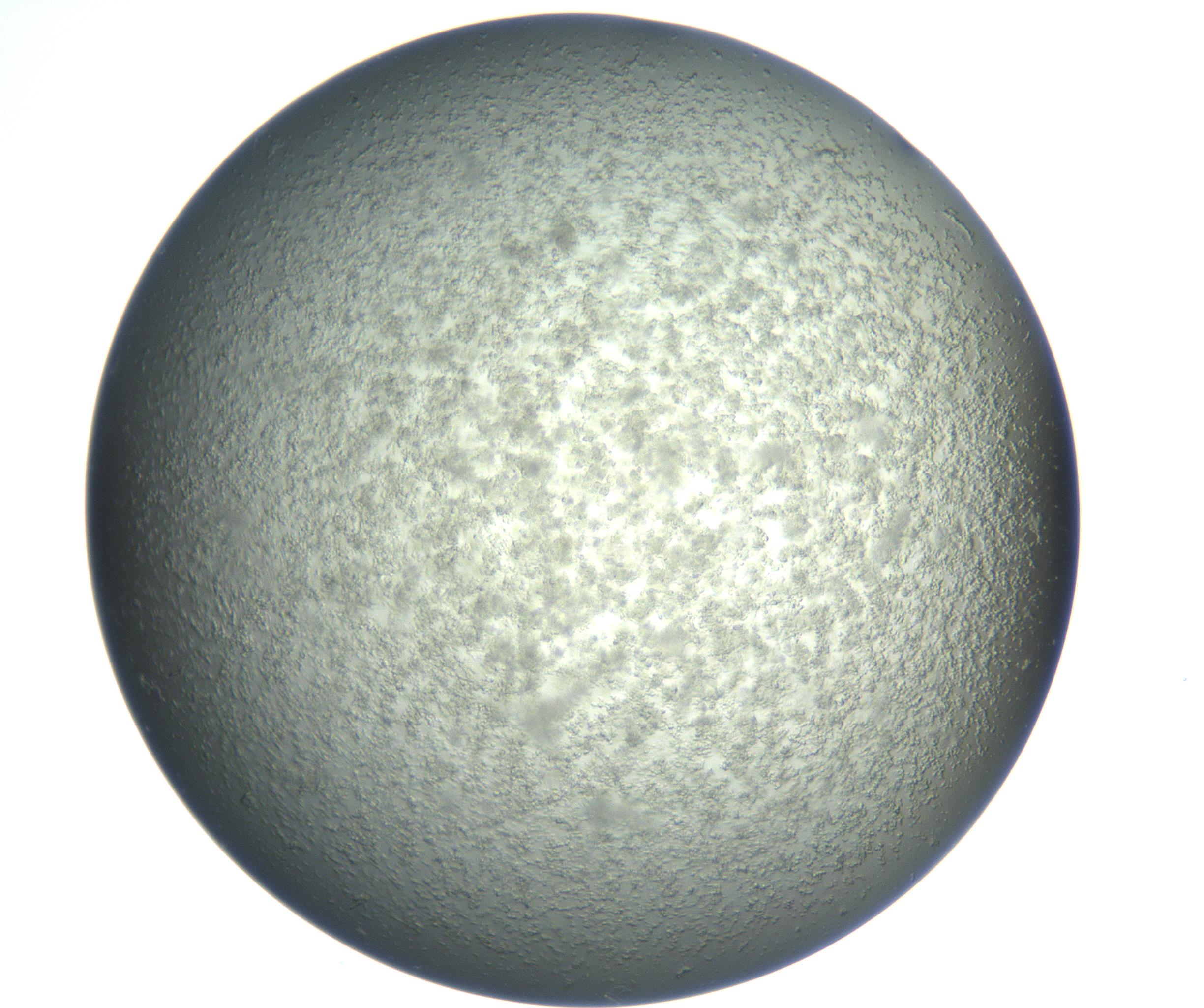 RI01_03_000_0212_Proj1_Clon1_MC_0000MC102865_003_161022_06_01_02_00_99_002_001_RAI.jpg