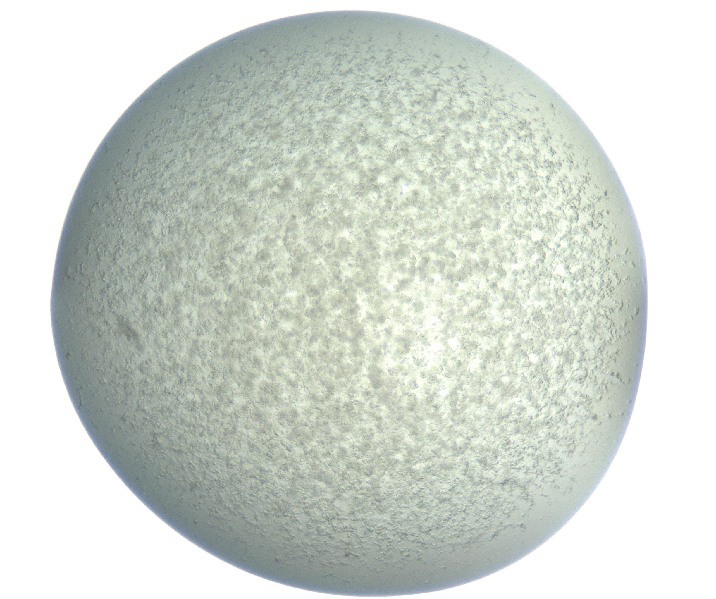RI01_03_000_0212_Proj1_Clon1_MC_0000MC102865_003_161022_06_03_01_00_99_002_001_RAI.jpg